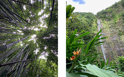 The Pipiwai Trail includes a gigantic banyan tree, an enchanting bamboo forest and Waimoku Falls.