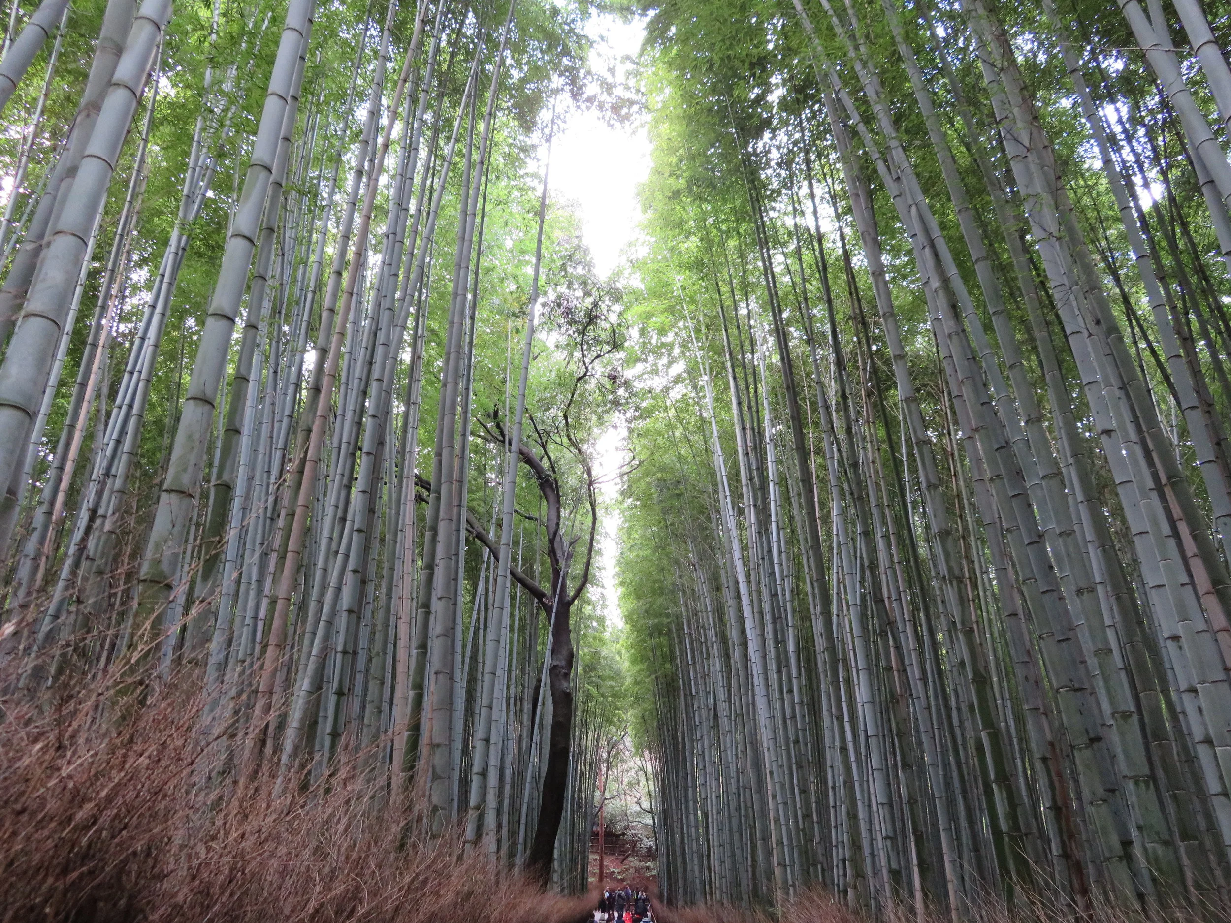 The Arashiyama Bamboo Grove near Kyoto.