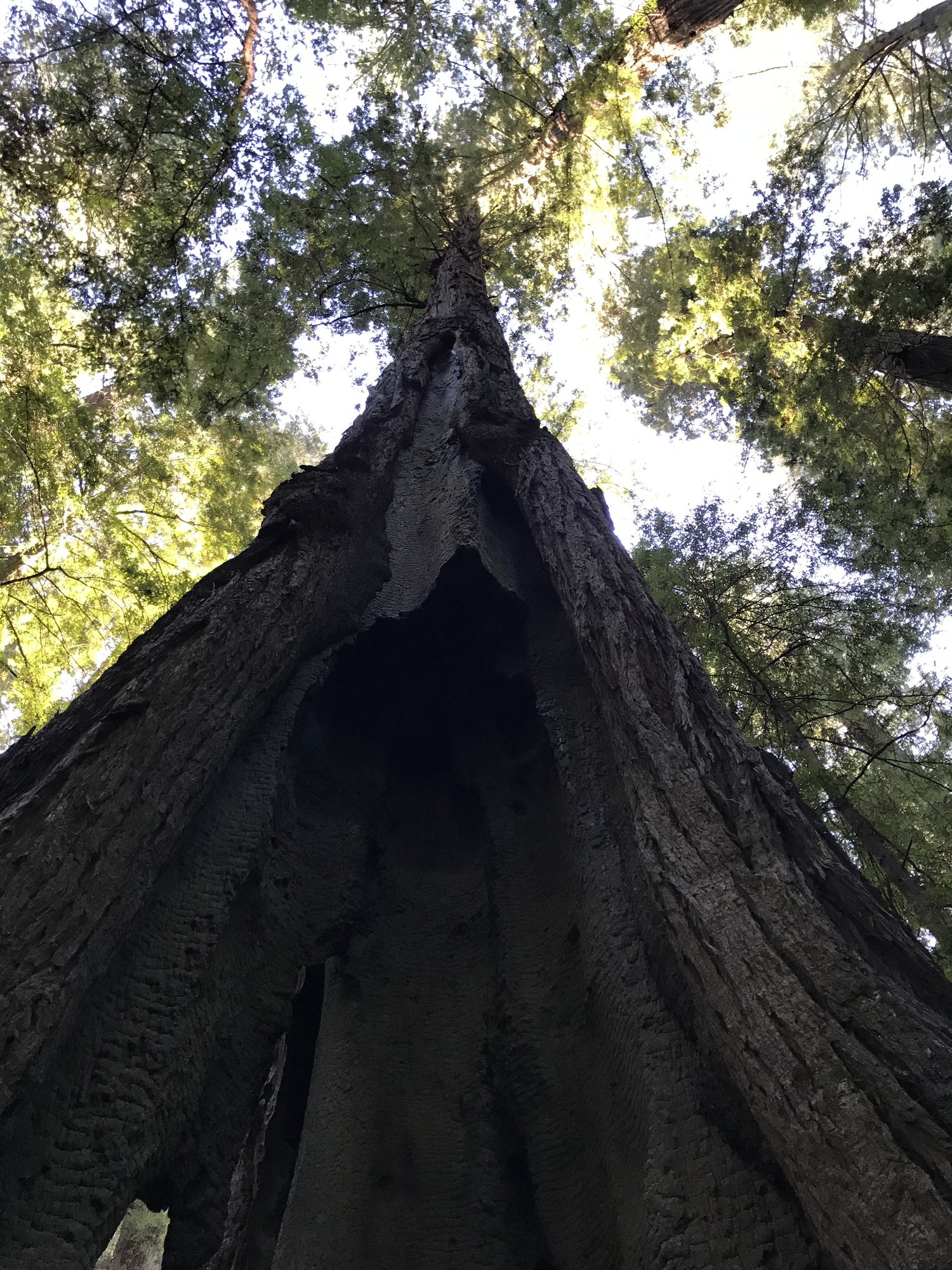 redwood.jpeg