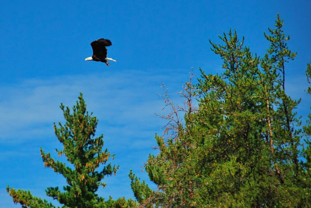And the eagle takes flight.
