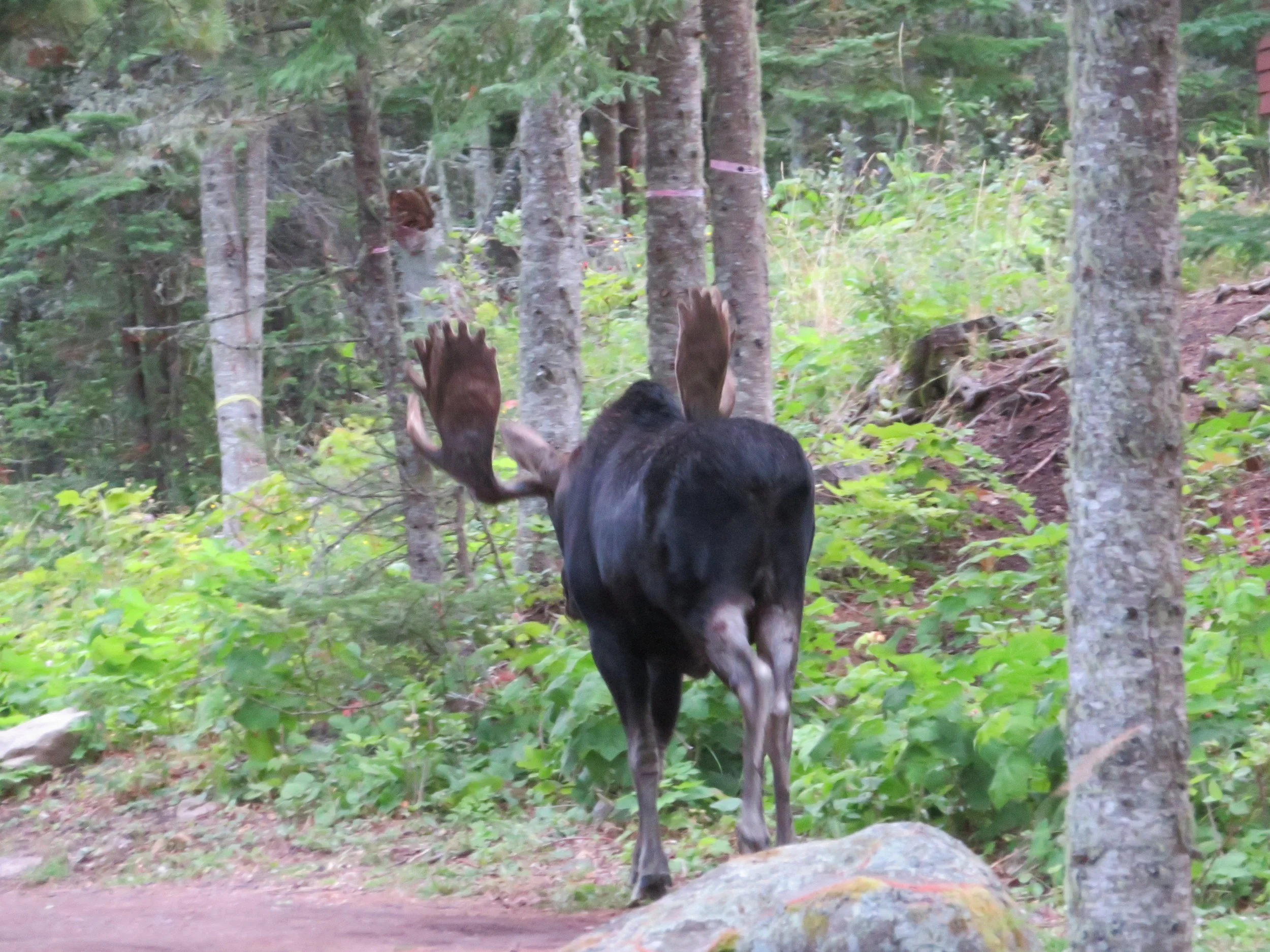 One of 14 buck moose located on the island. Wingspan of four feet on the antlers.
