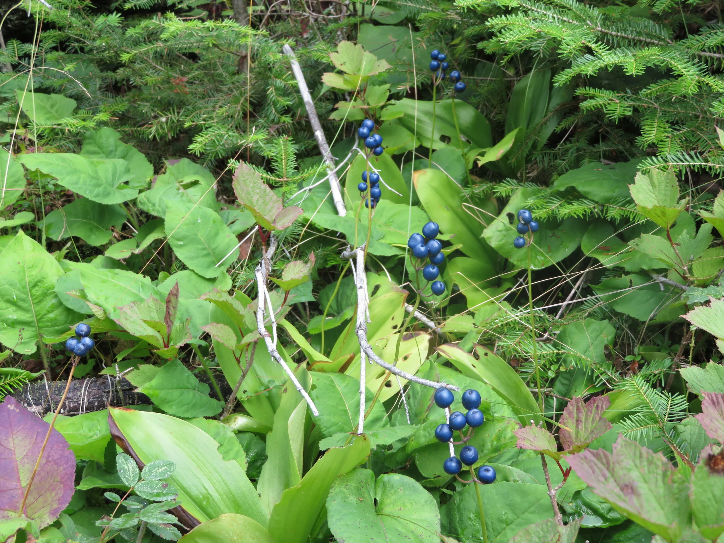Blueberry bushes that were perfect for a hiker’s treat as you went along the trails