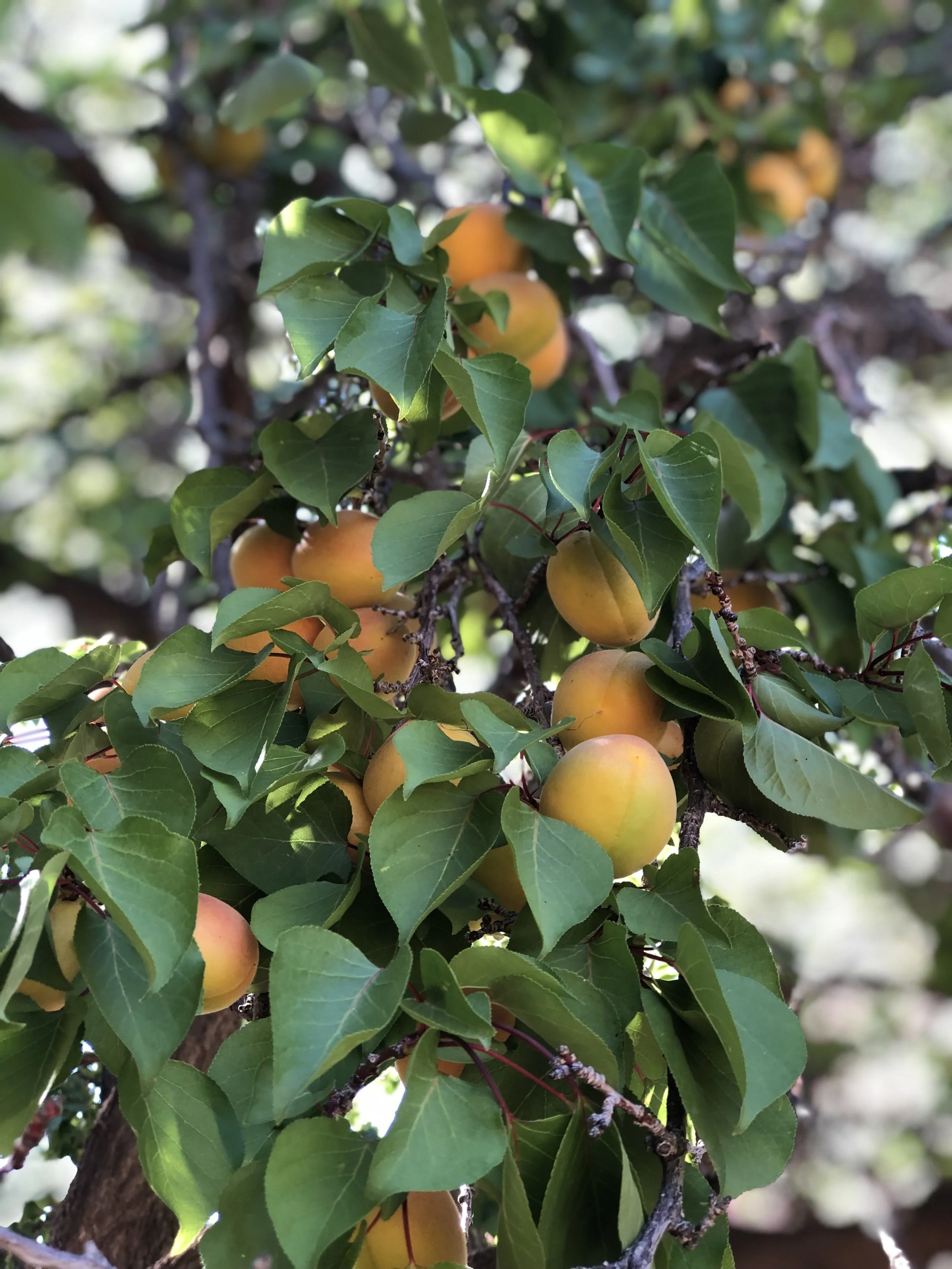 Apricots in Fruta Farm.