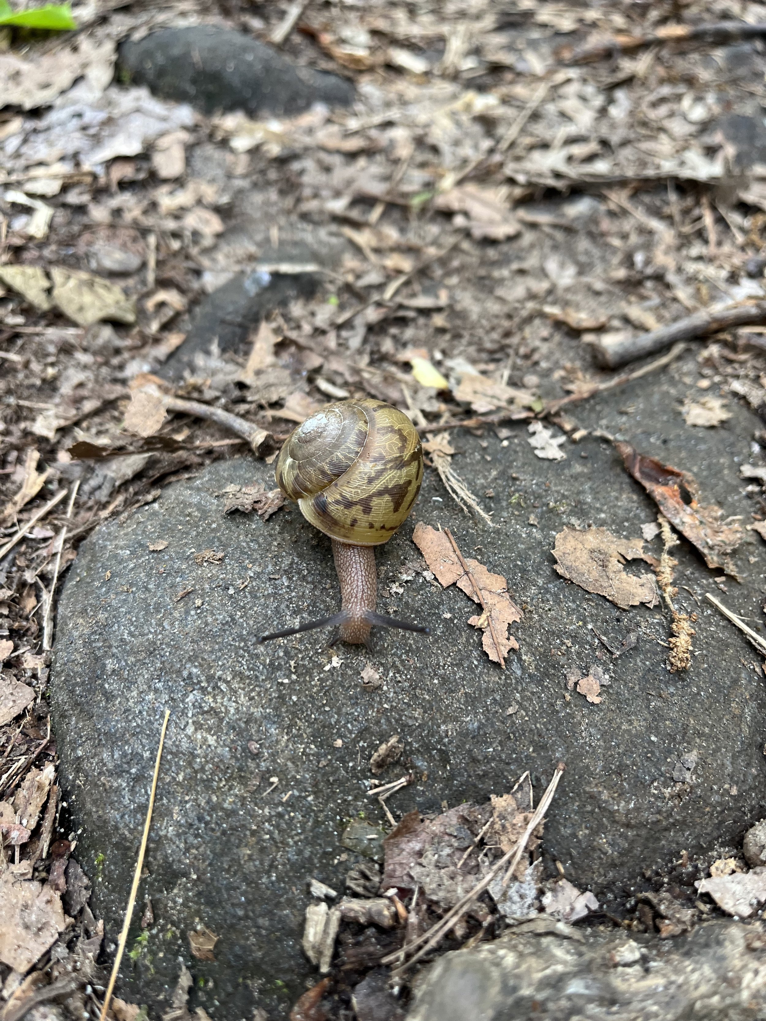 Snail Appalachian Trail Georgia.jpg