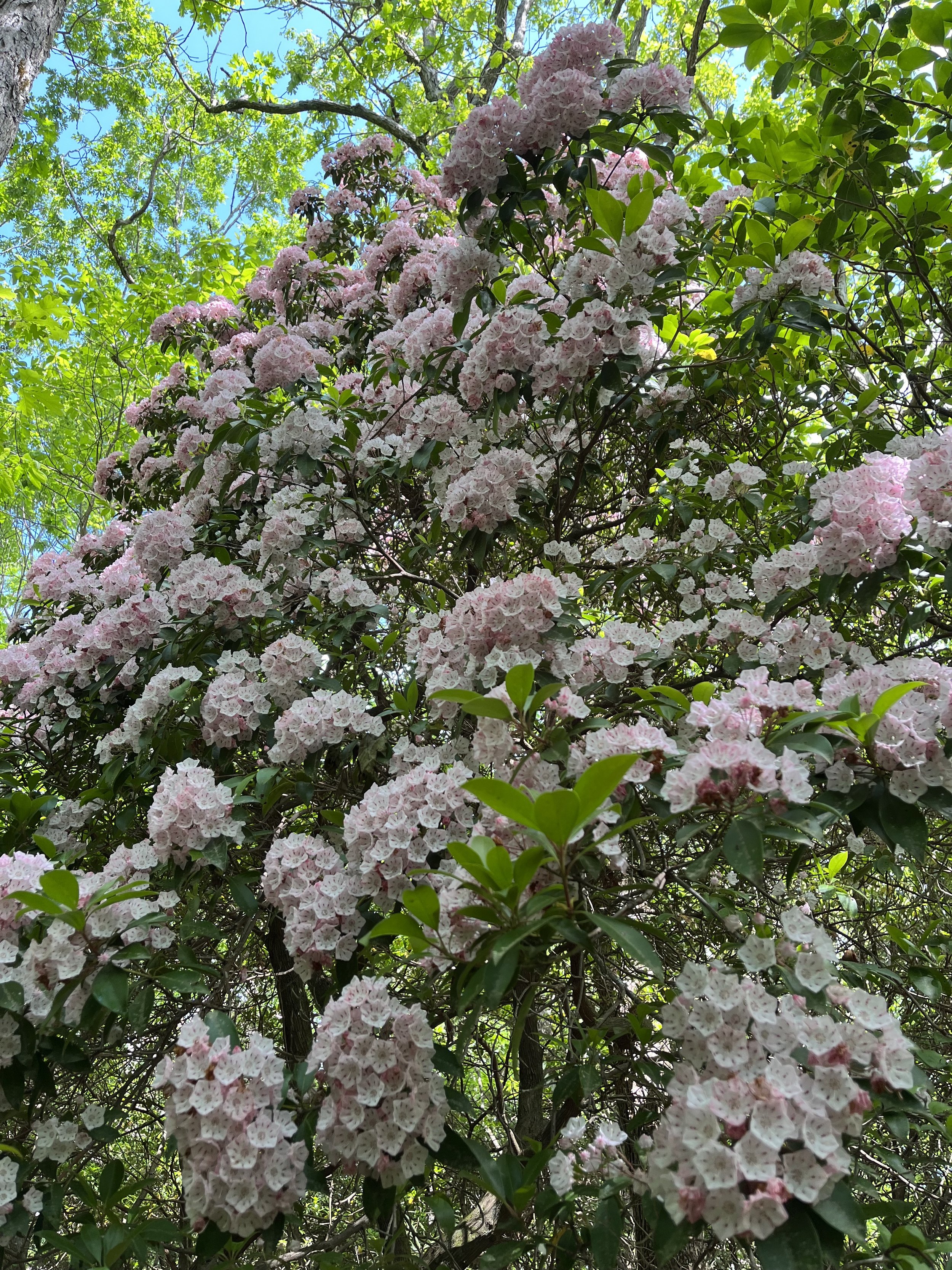 Spring Flowers Georgia Appalachian Trail.jpg