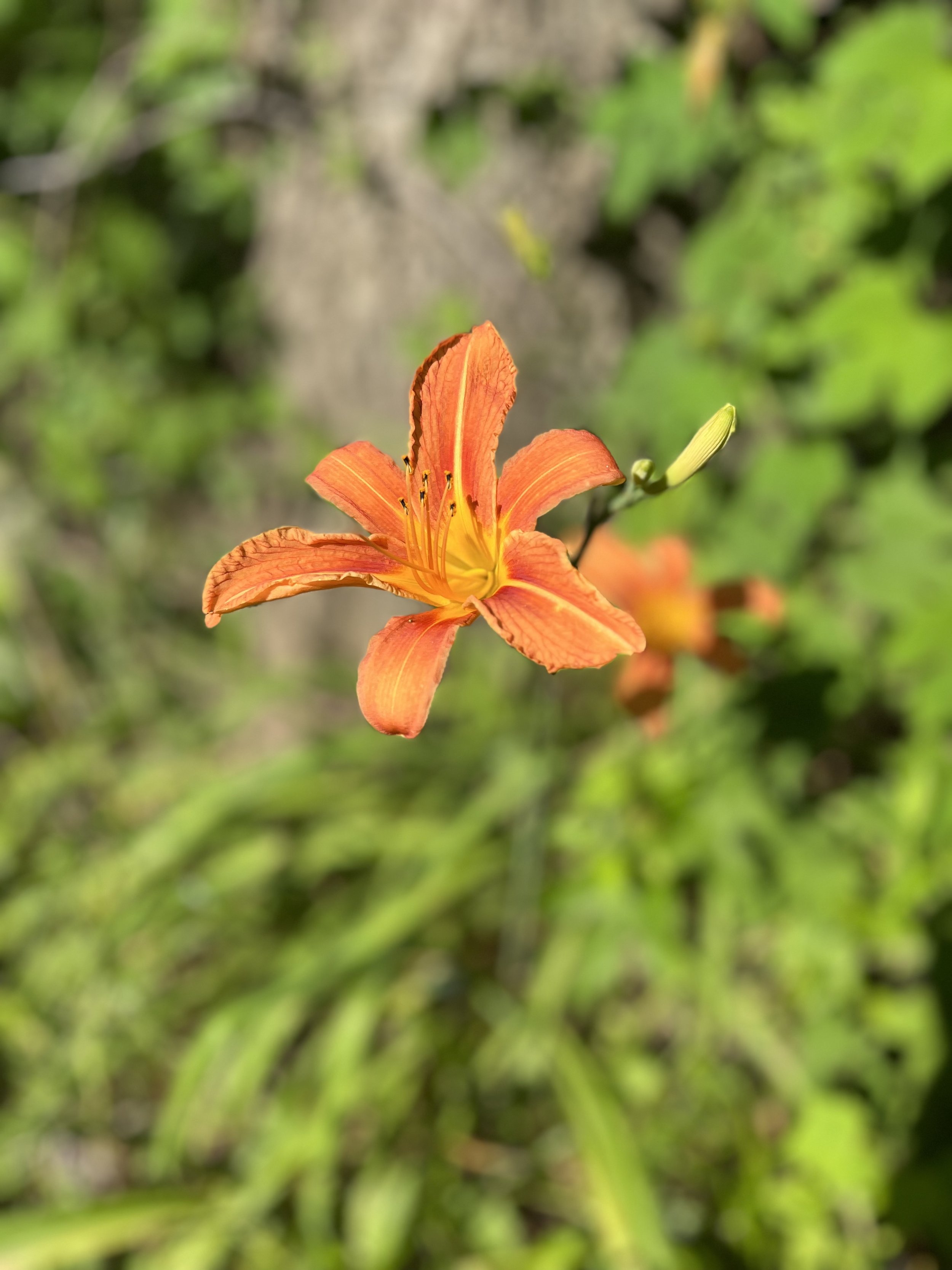 Flower Hot Springs North Carolina.jpg