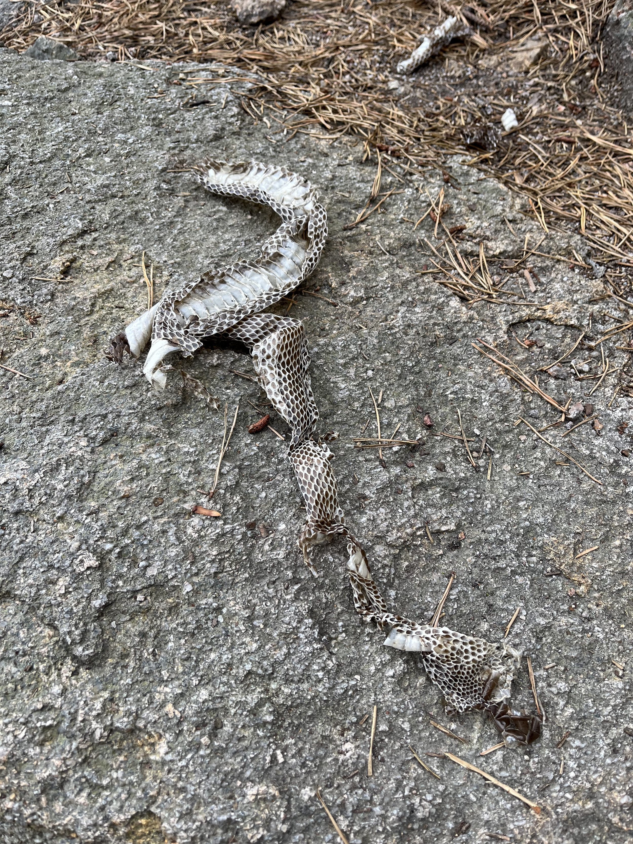 Appalachian Trail Rattlesnake Skin.jpg