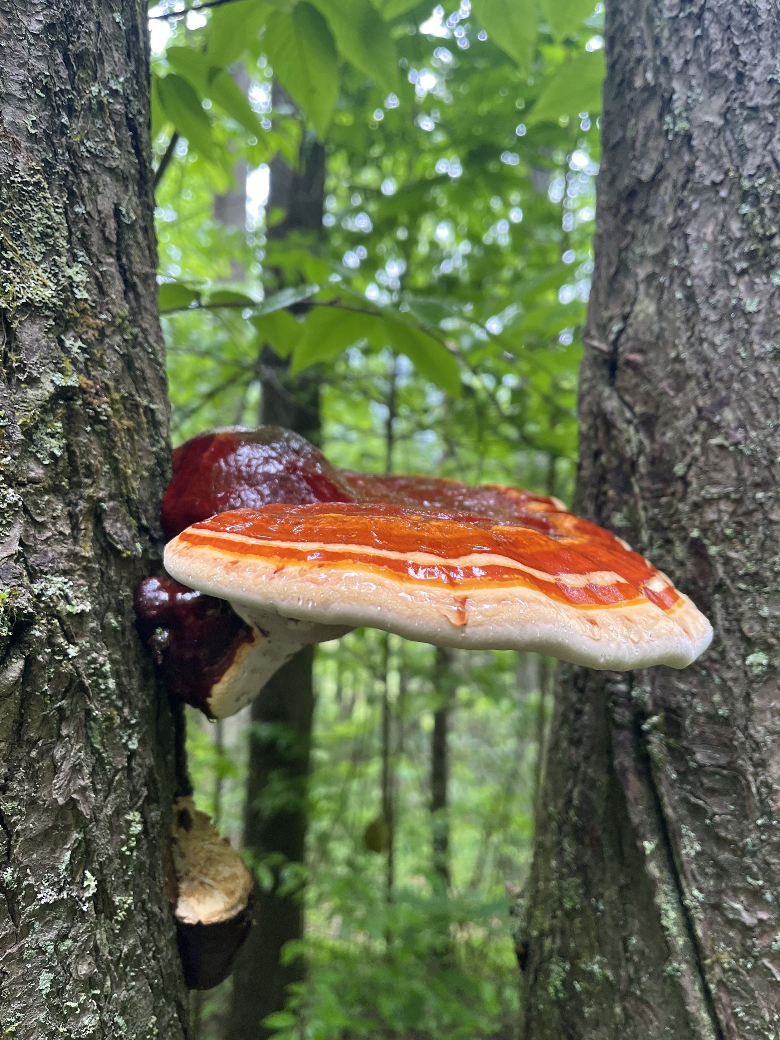 Dennis Cove Appalachian Trail Fungi.jpg