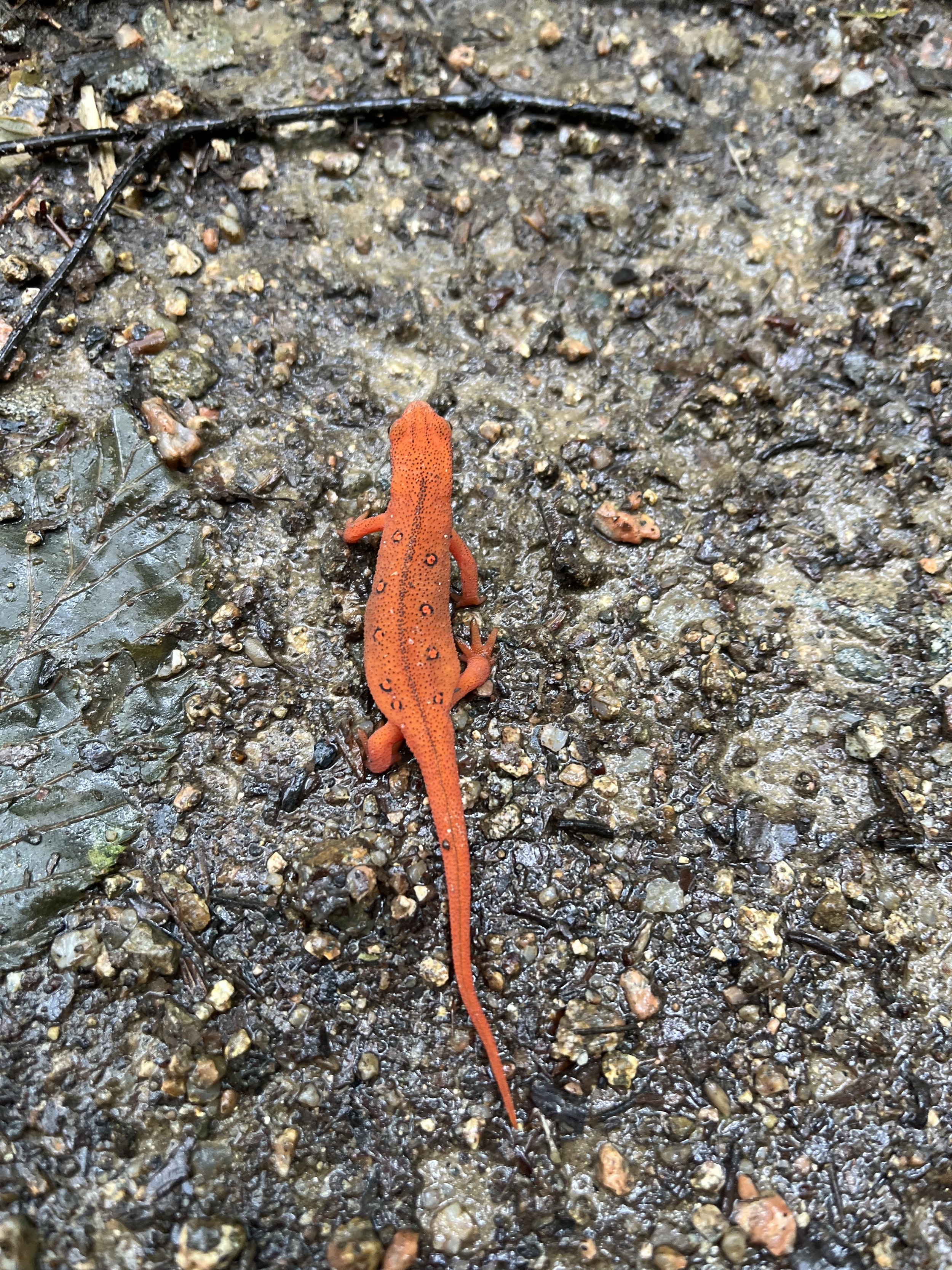 Orange Salamander Appalachian Trail.jpg