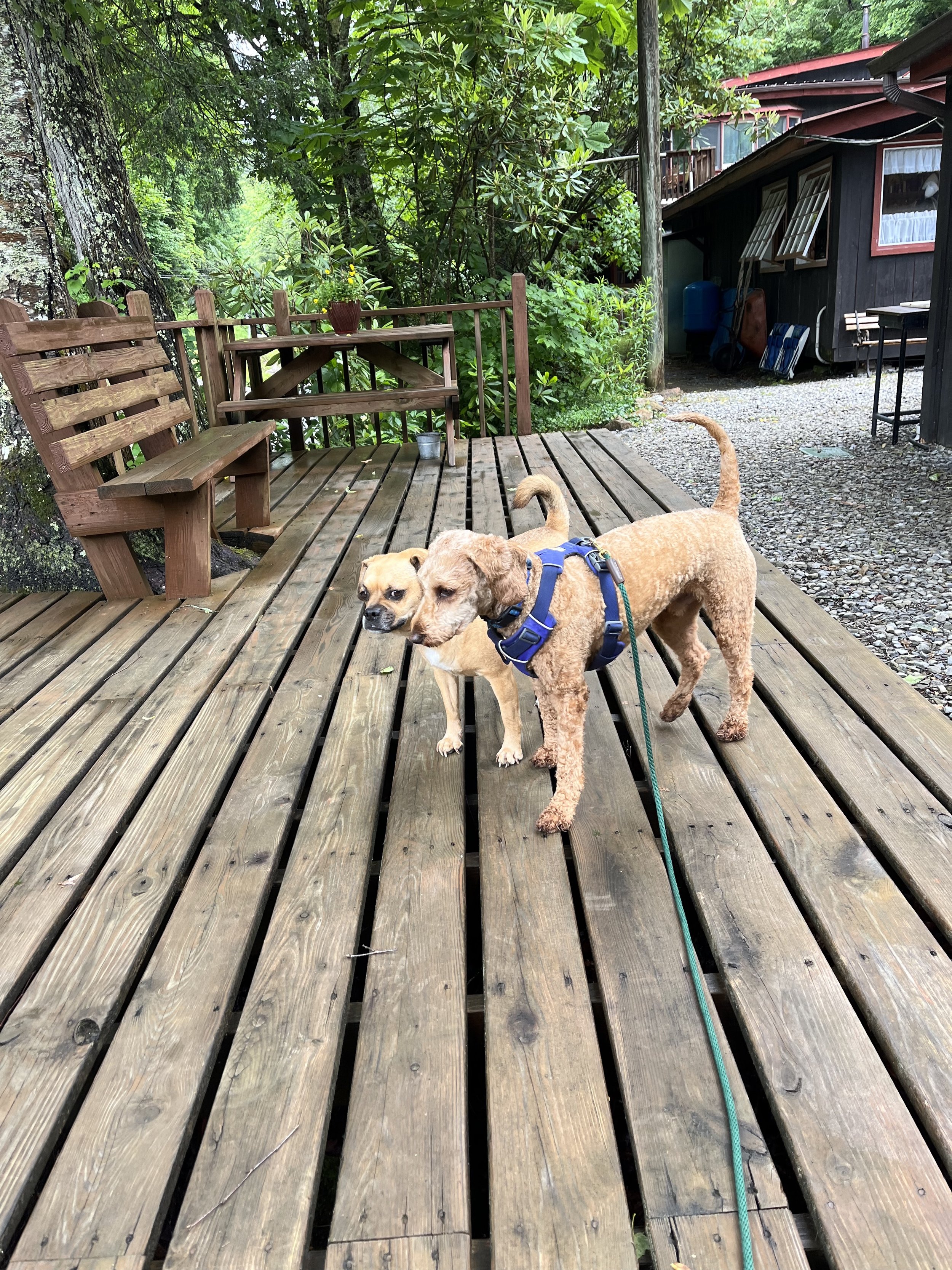 Black Bear Resort Dogs.jpg