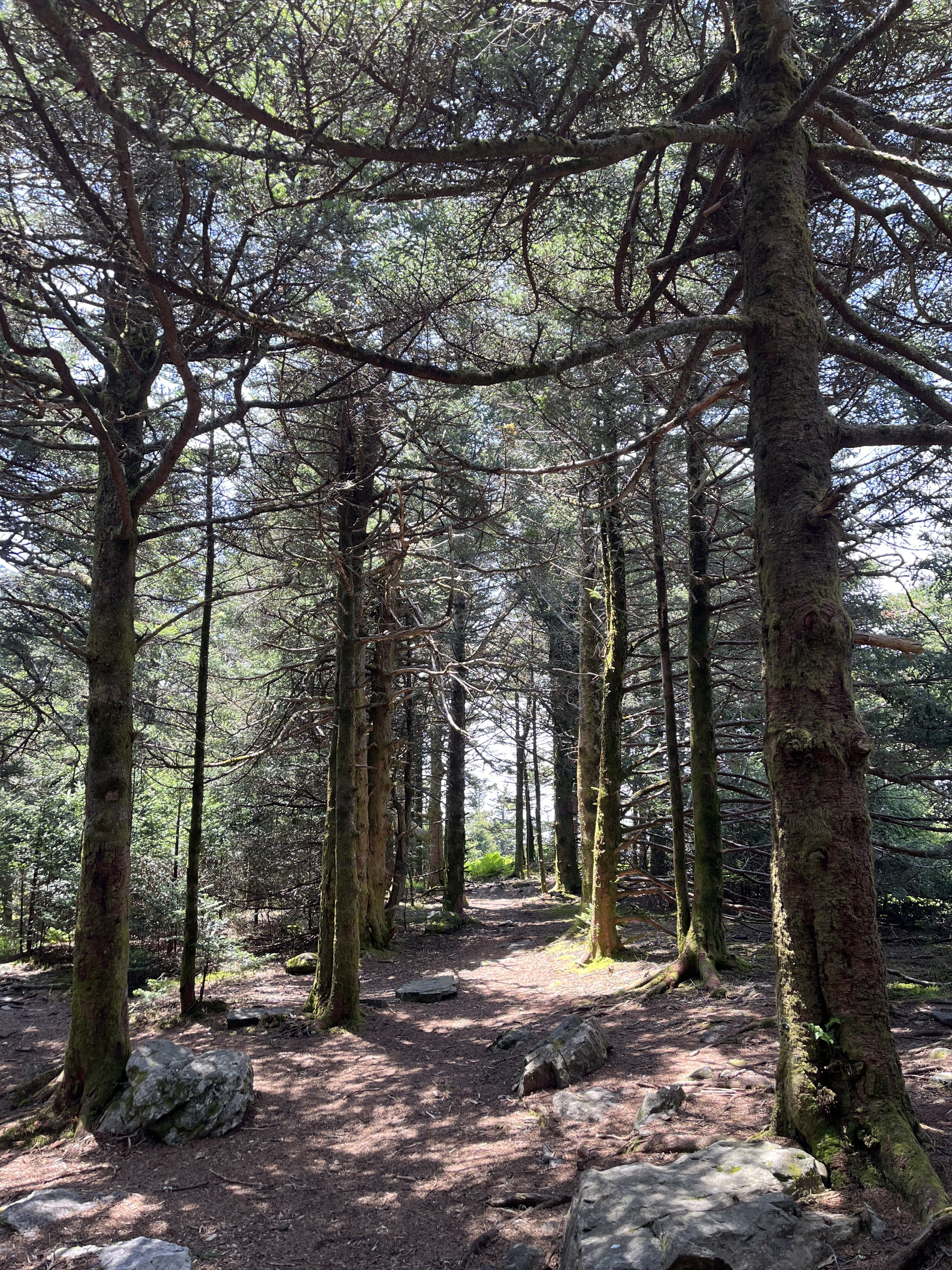 Roan Mountain Tennessee.jpg