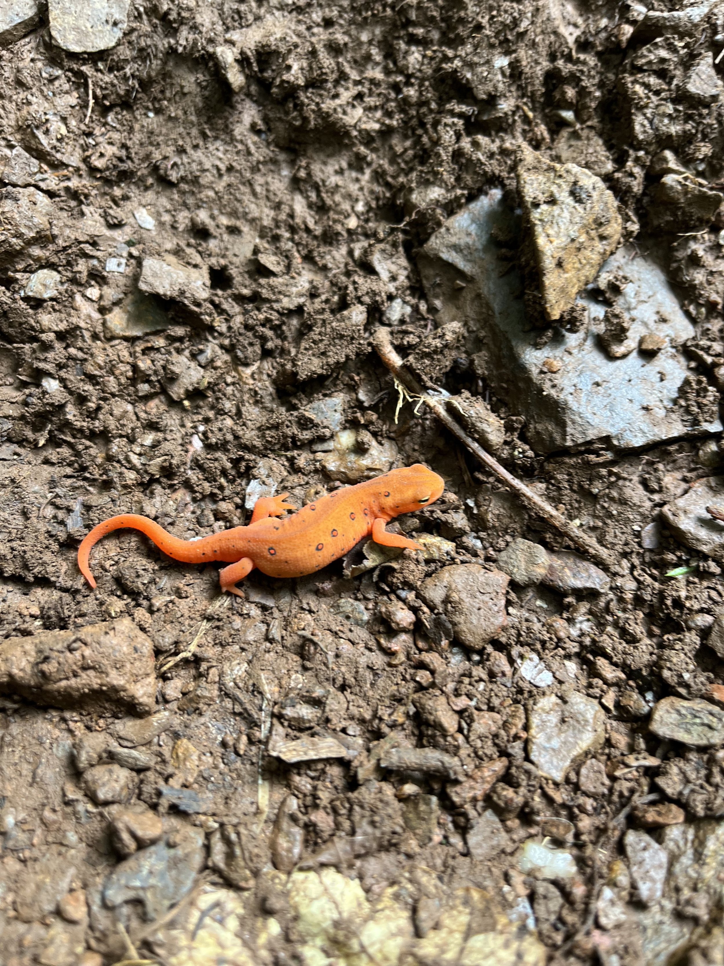 Orange Salamander Shenandoah.jpg