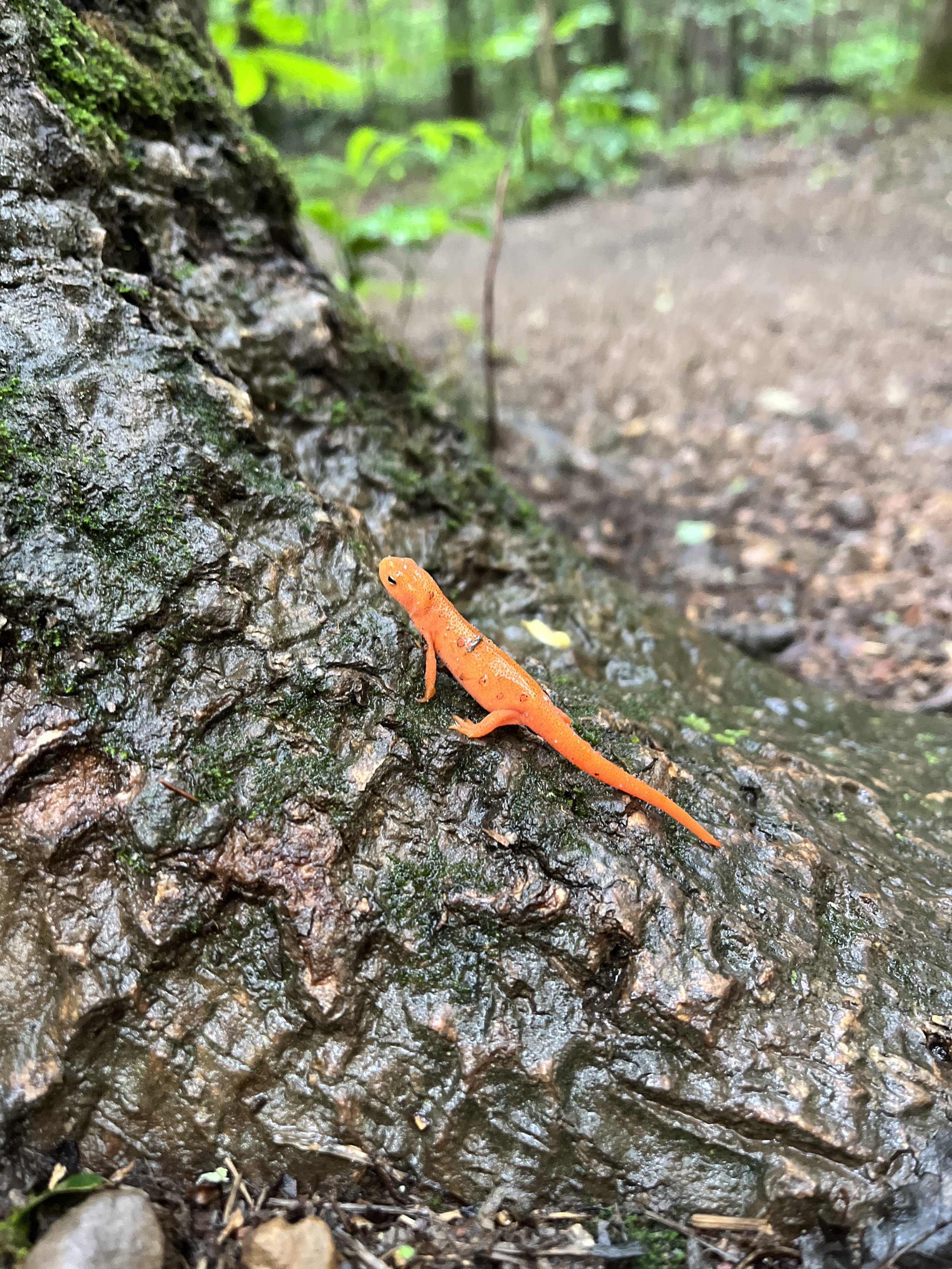 Orange Salamander.jpg