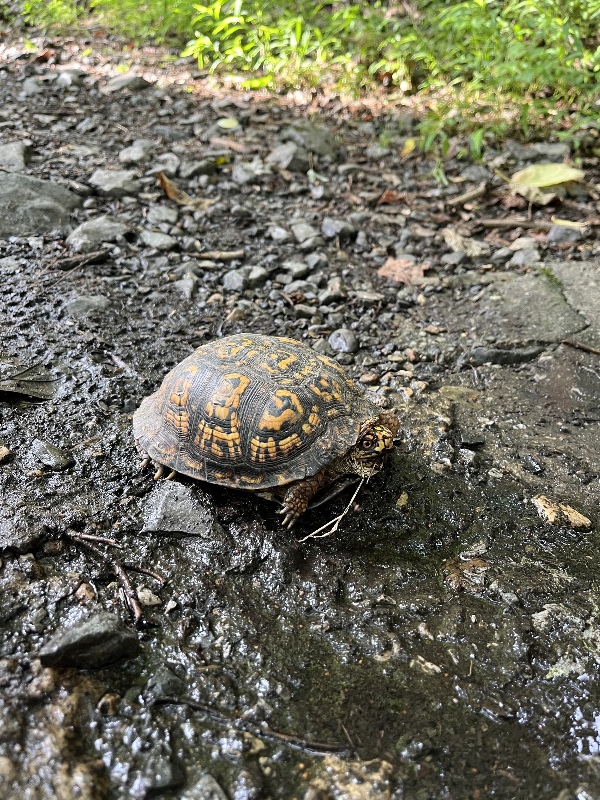 AT Turtle West Virginia.jpg
