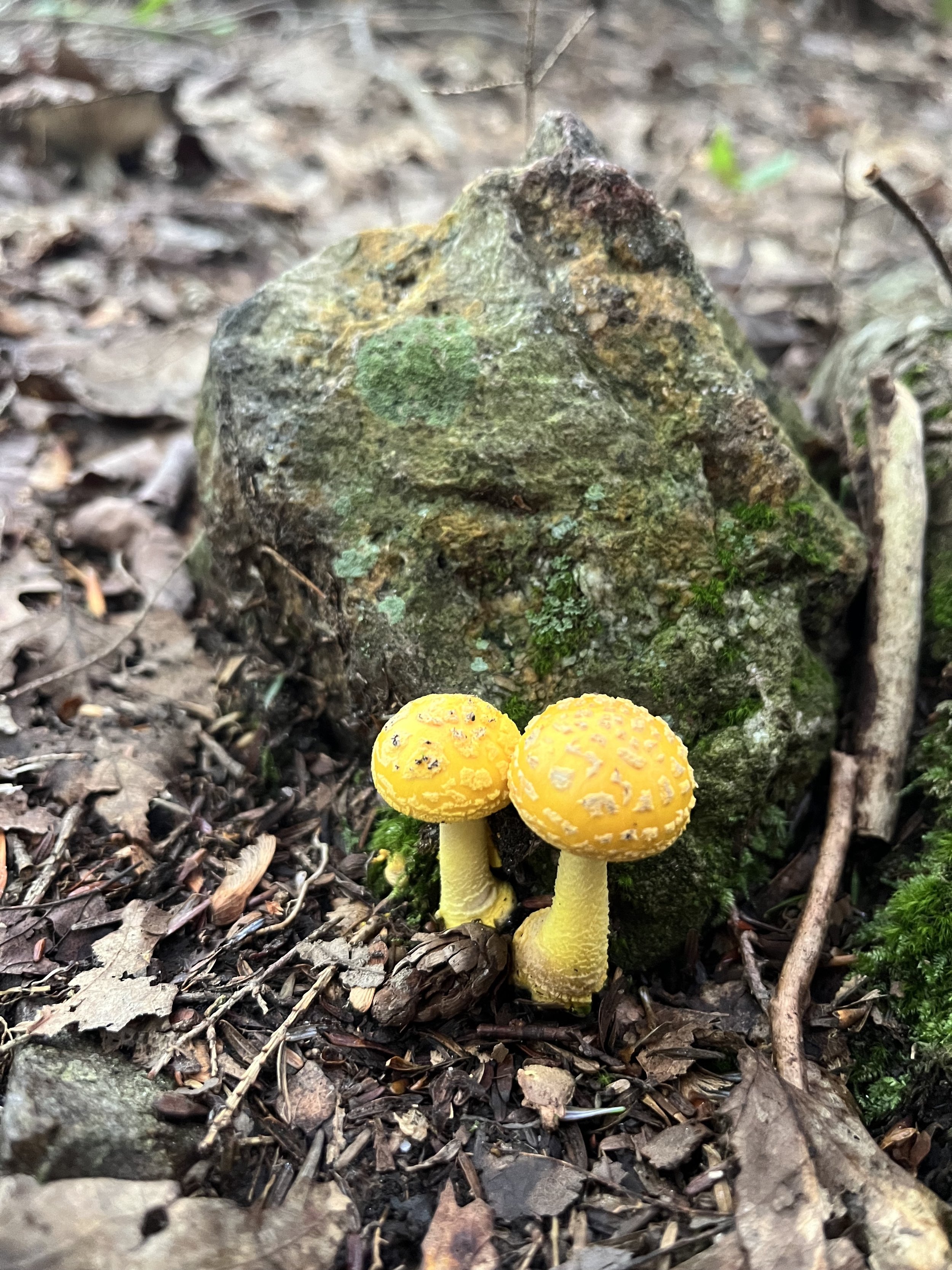 Yellow Mushrooms Appalachian Trail.jpg