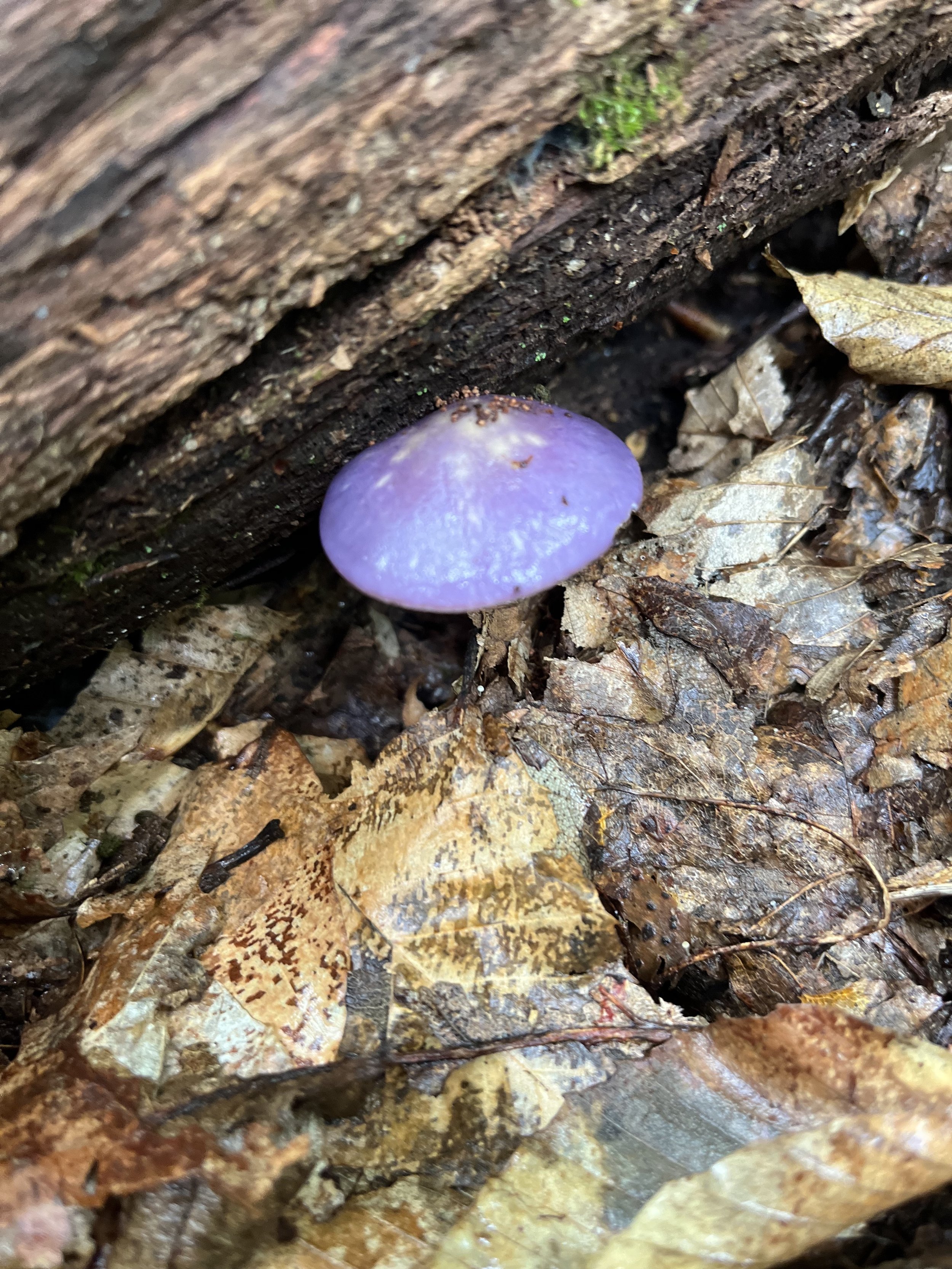Purple Mushroom Appalachian Trail.jpg