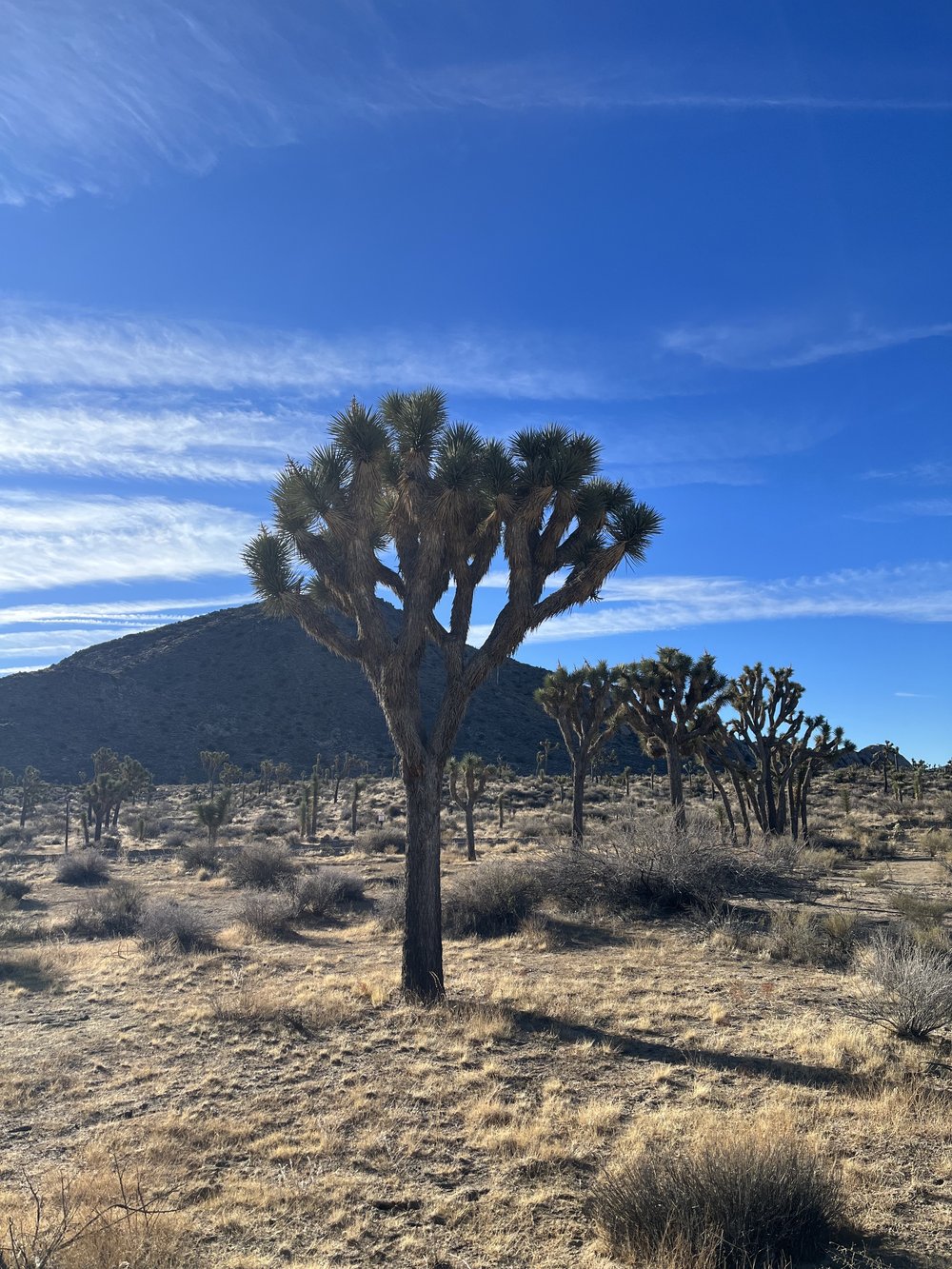 Joshua Trees in Joshua Tree National Park.jpg