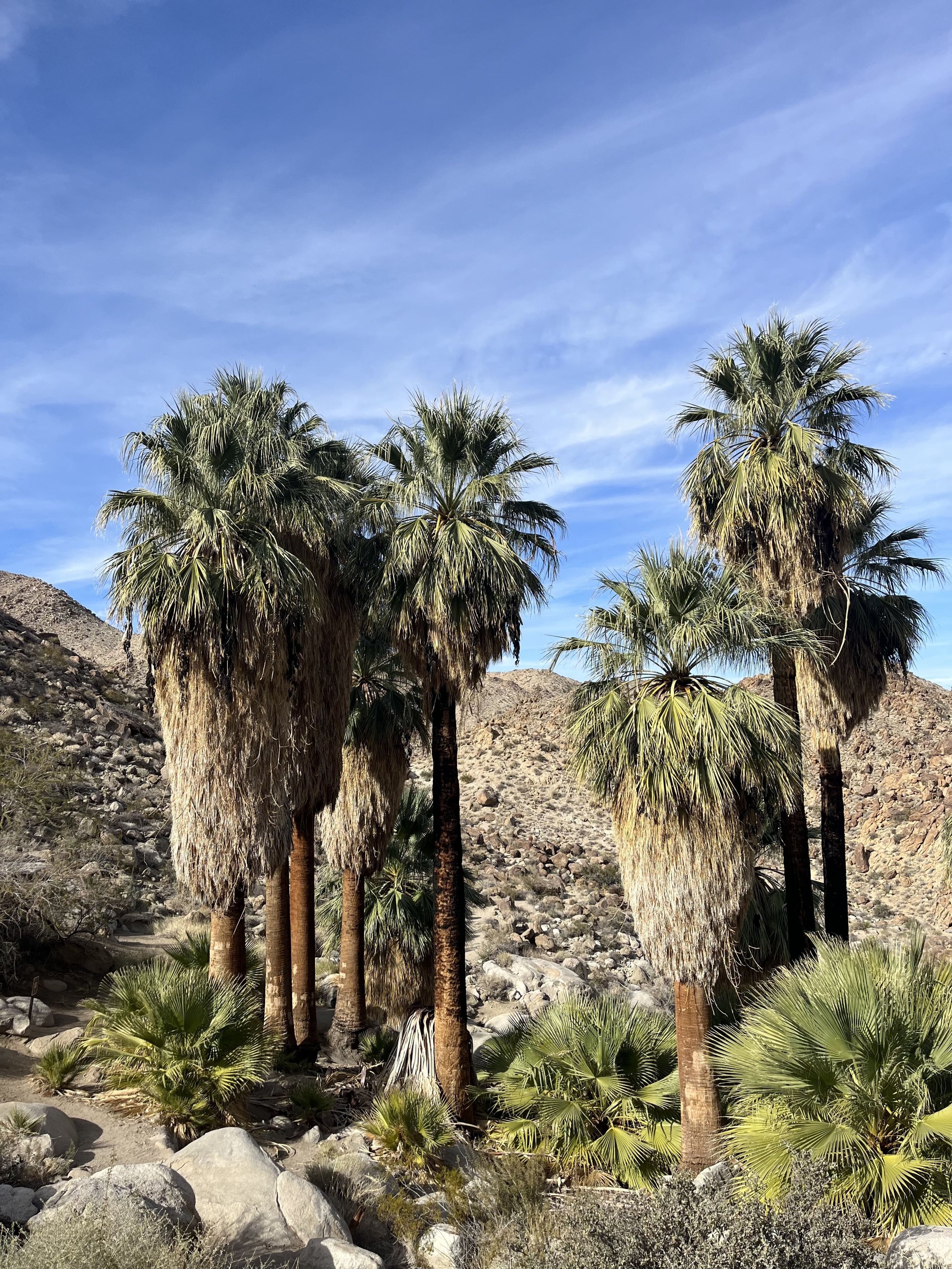 49 Palms Oasis Joshua Tree National Park-min.jpg