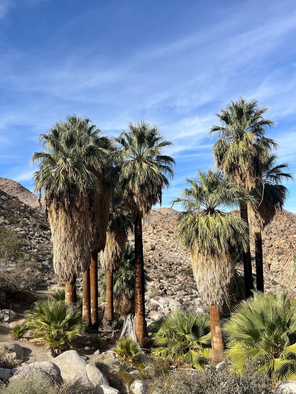 49+Palms+Oasis+Joshua+Tree+National+Park.jpg