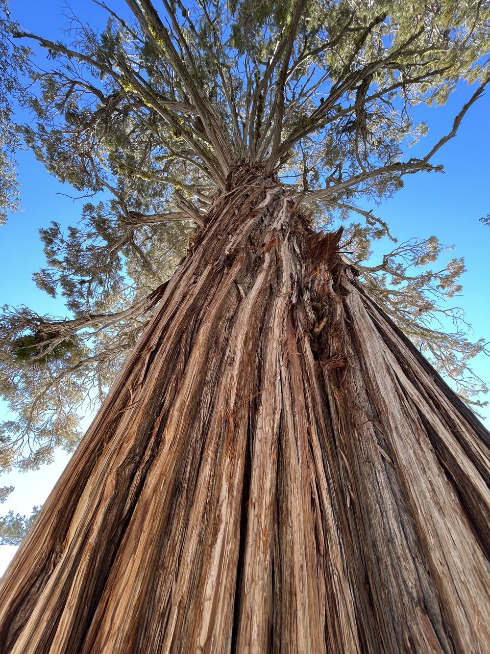 Big Bear Lake California PCT.jpg