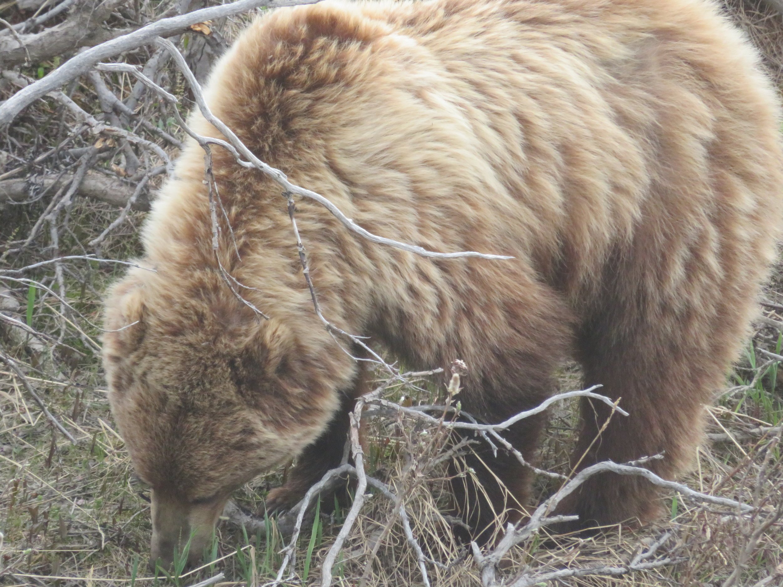 Grizzly Bear Denali National Park.jpeg