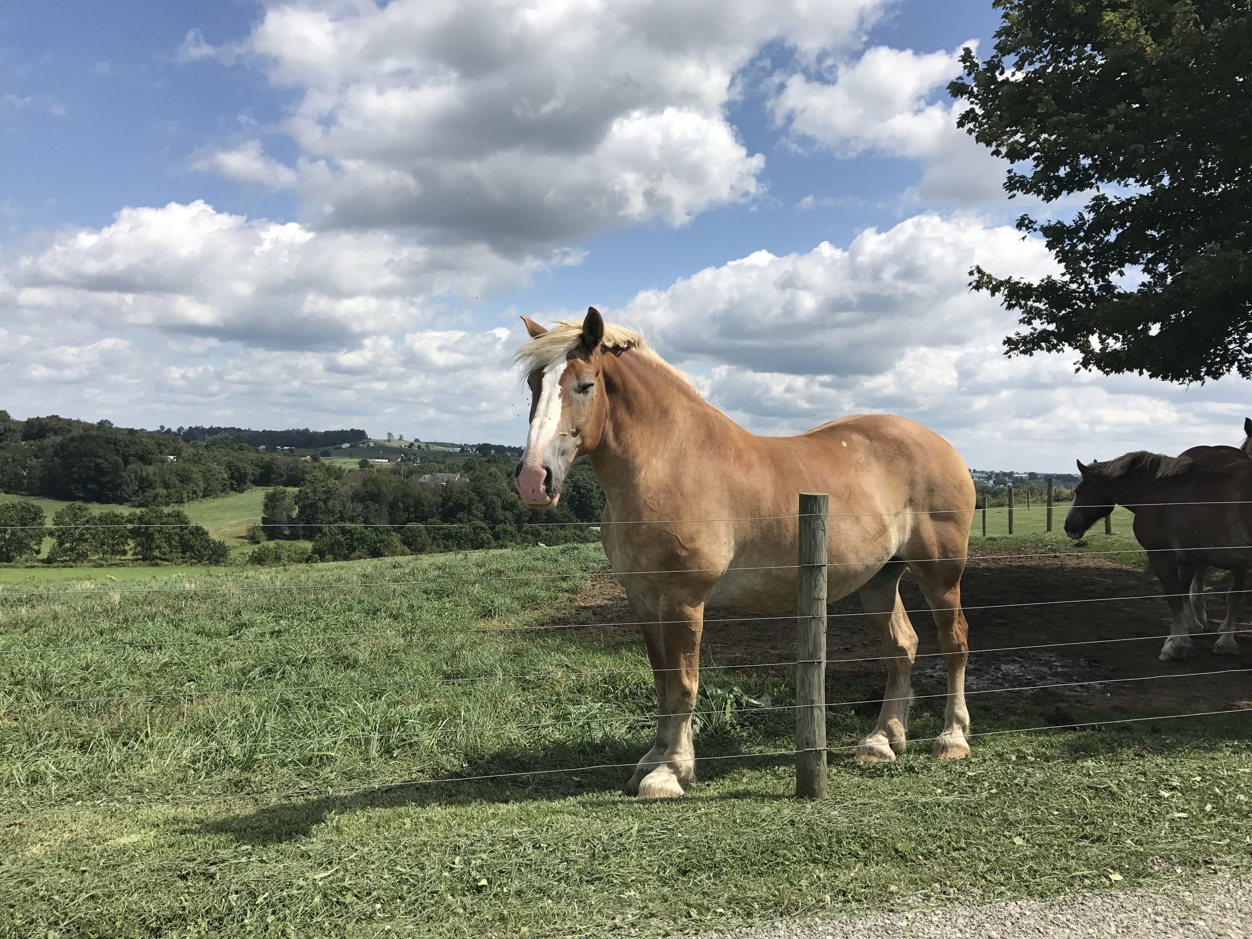 Holmes County Ohio Horse.jpeg