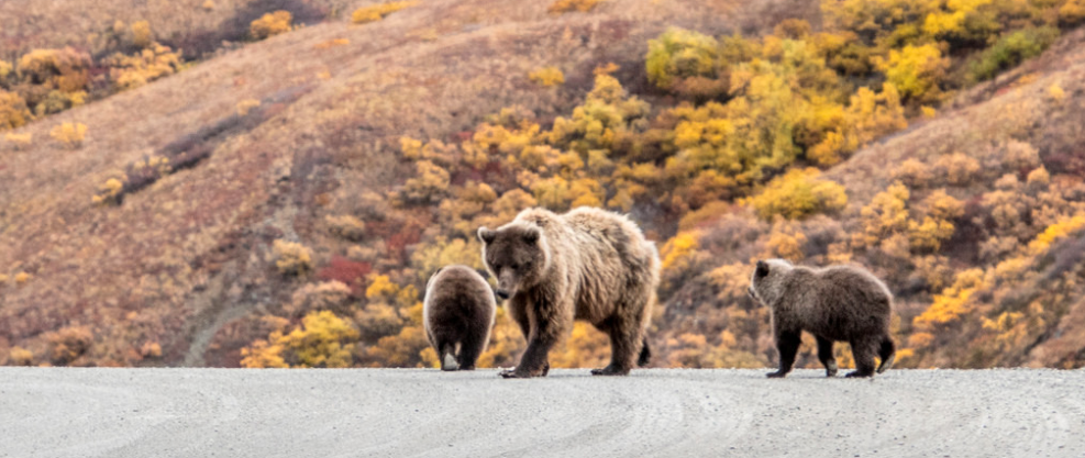 Brown Bear and Cubs Denali.png
