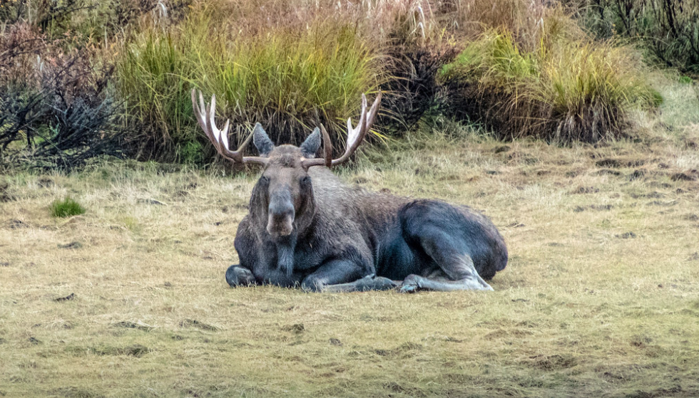 Moose in Denali Alaska.png