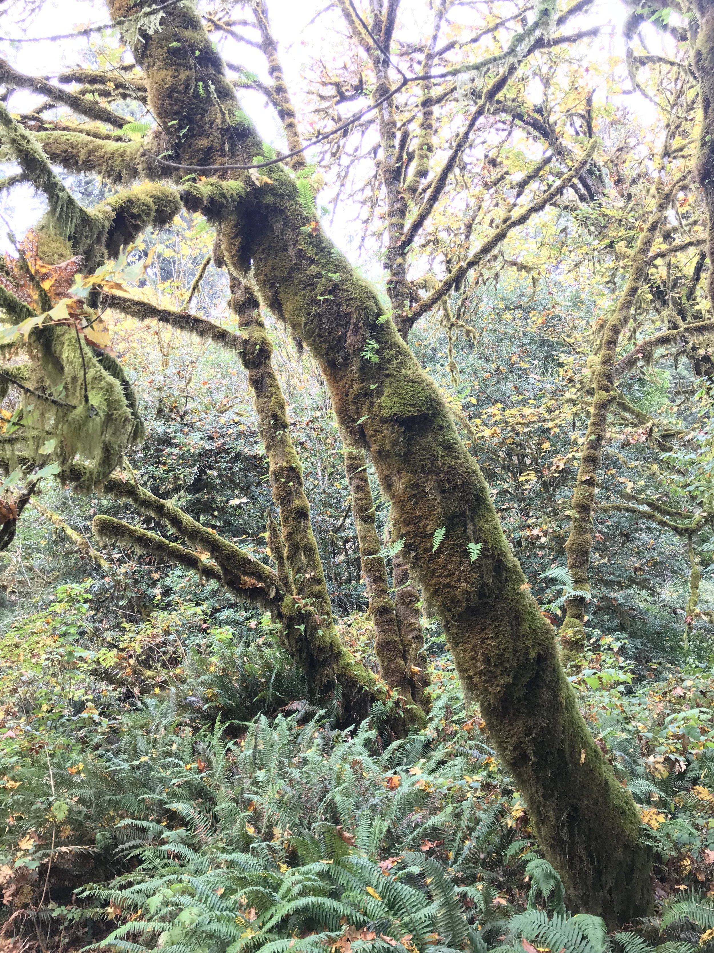 Moss Trees Redwood National Park.jpeg