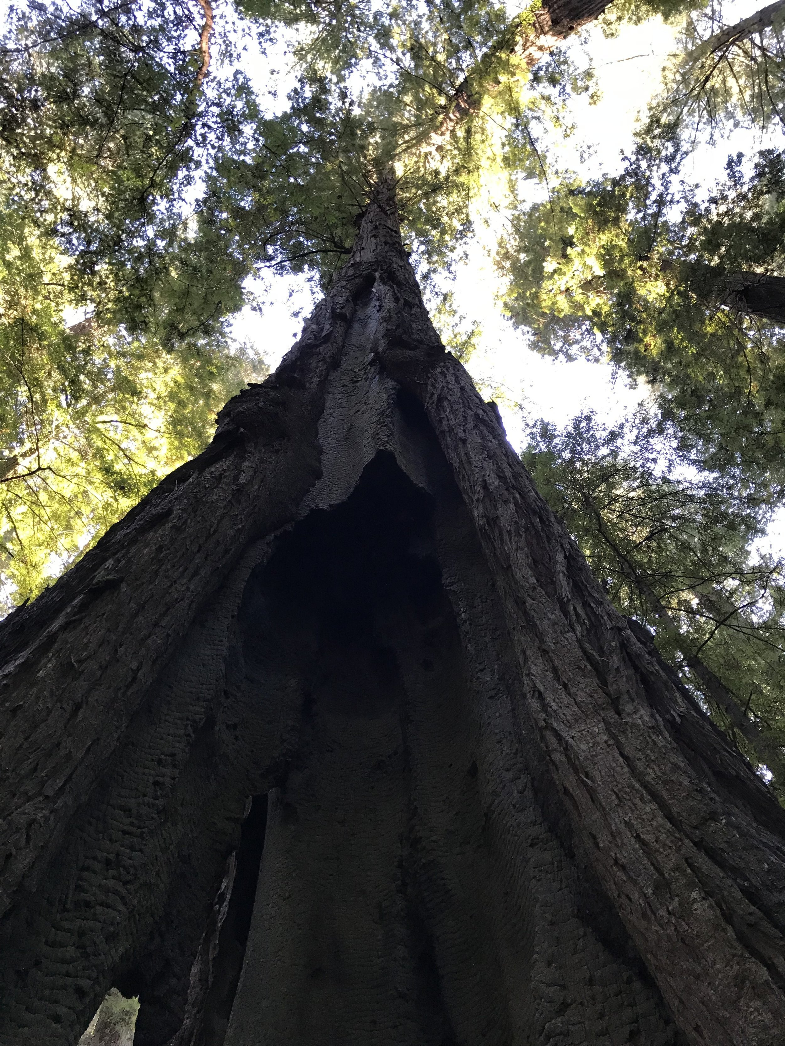 Rockefeller Grove Redwoods.jpeg