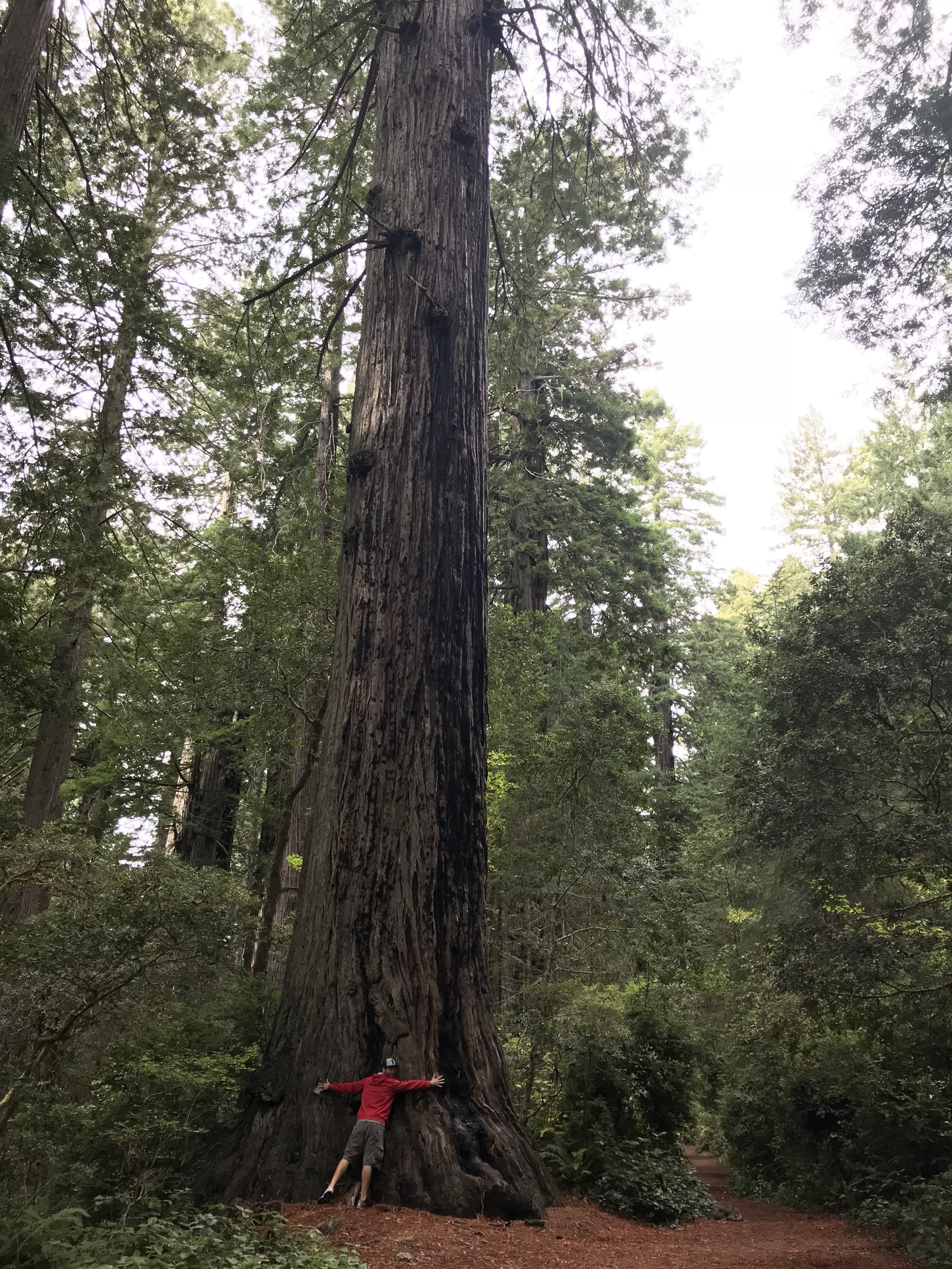 Hugging a Redwood Tree.jpeg