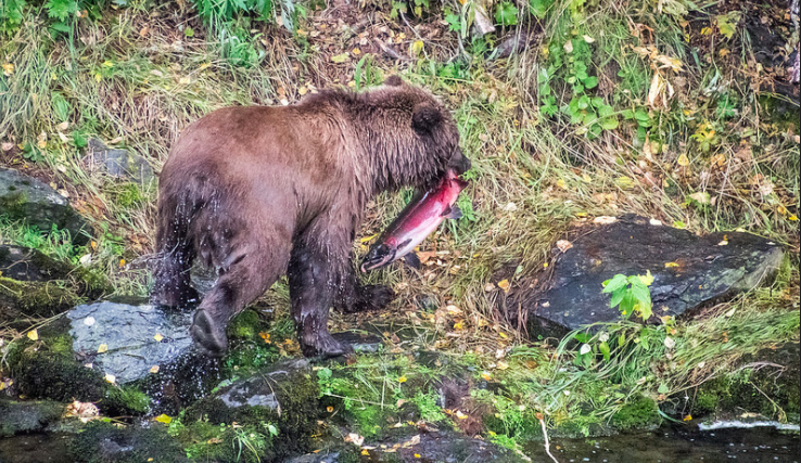 Grizzly Bear with Salmon.png