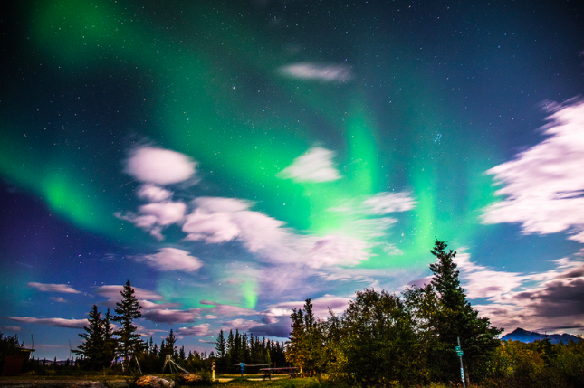 Northern Lights with Trees.png