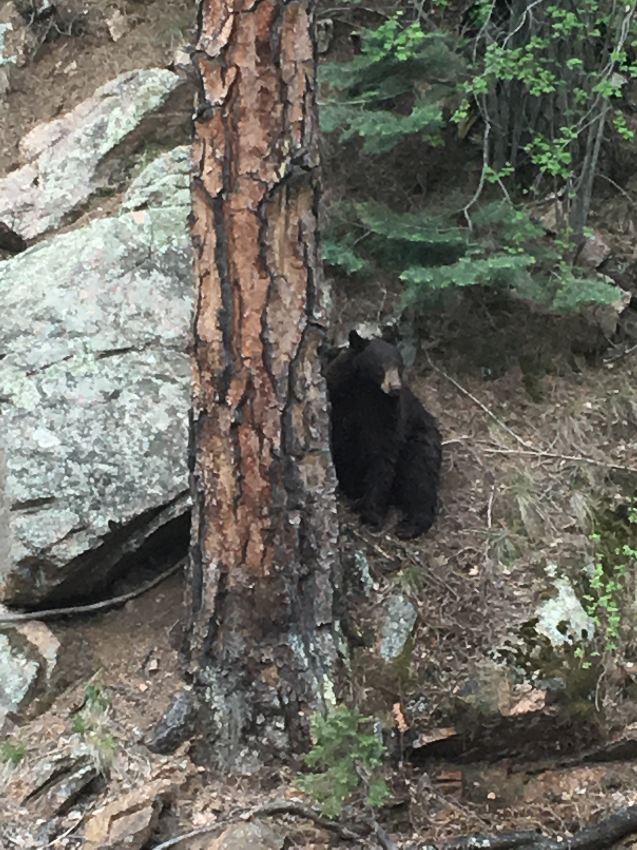 Black Bear Seven Falls Colorado Springs.jpeg