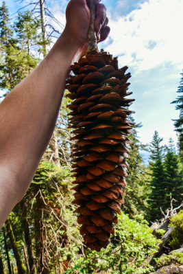 Big Pine Cones.png