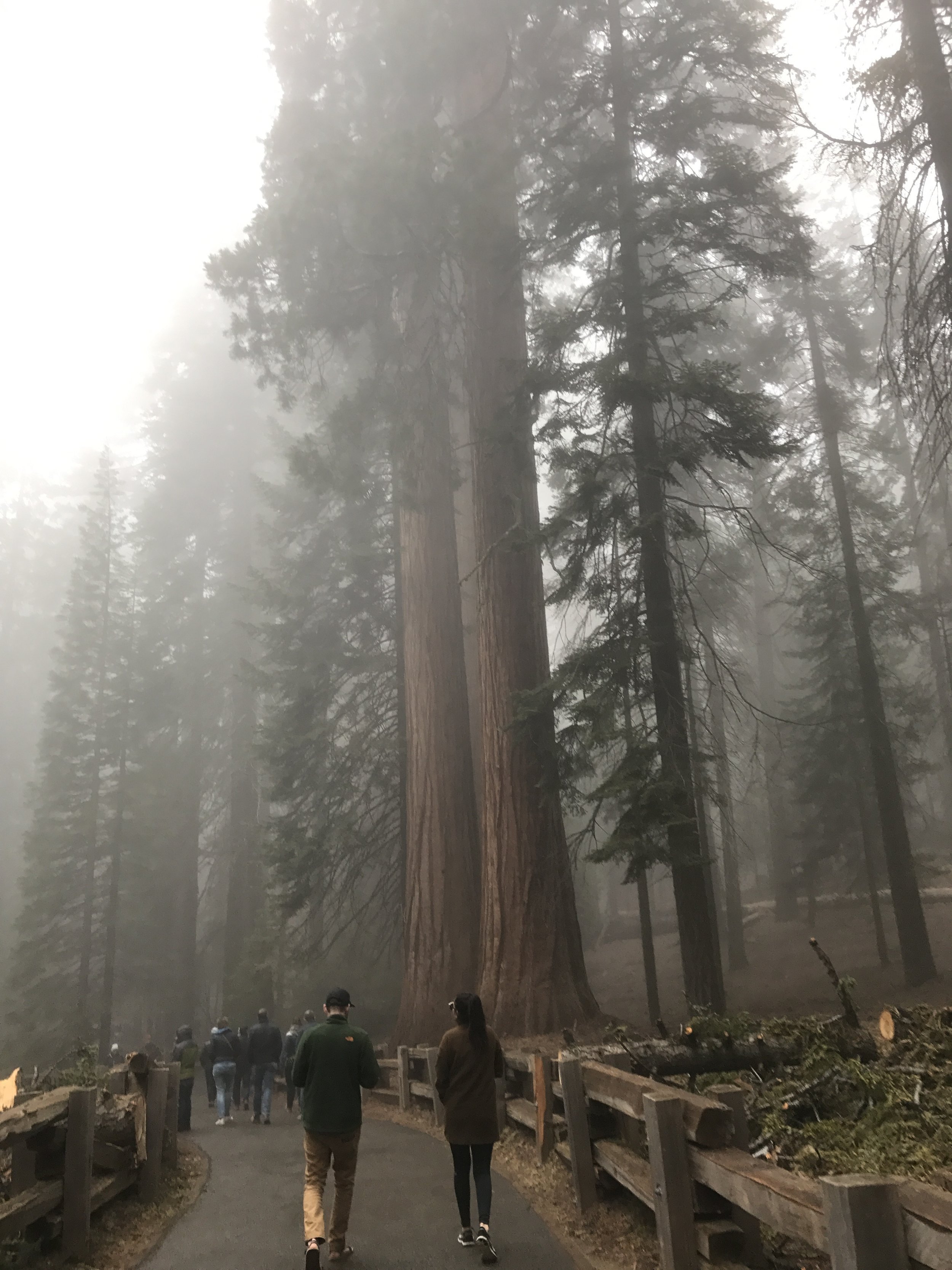 Giant Forest California.jpeg