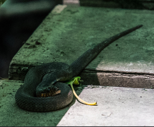 Snake Congaree National Park.png