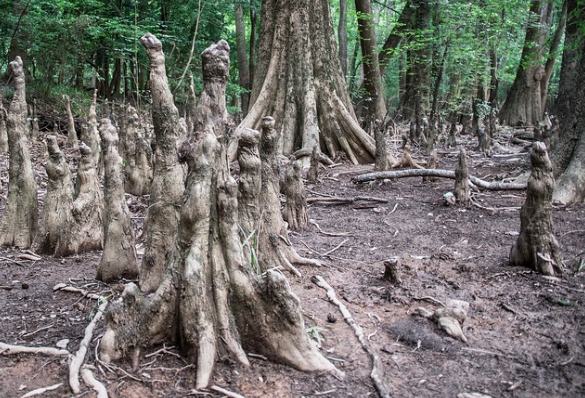 Trees of Congaree National Park.png