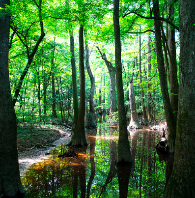 Old Growth Forest Congaree National Park.png