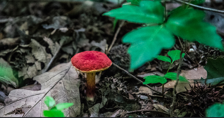 Red Mushroom Congaree.png