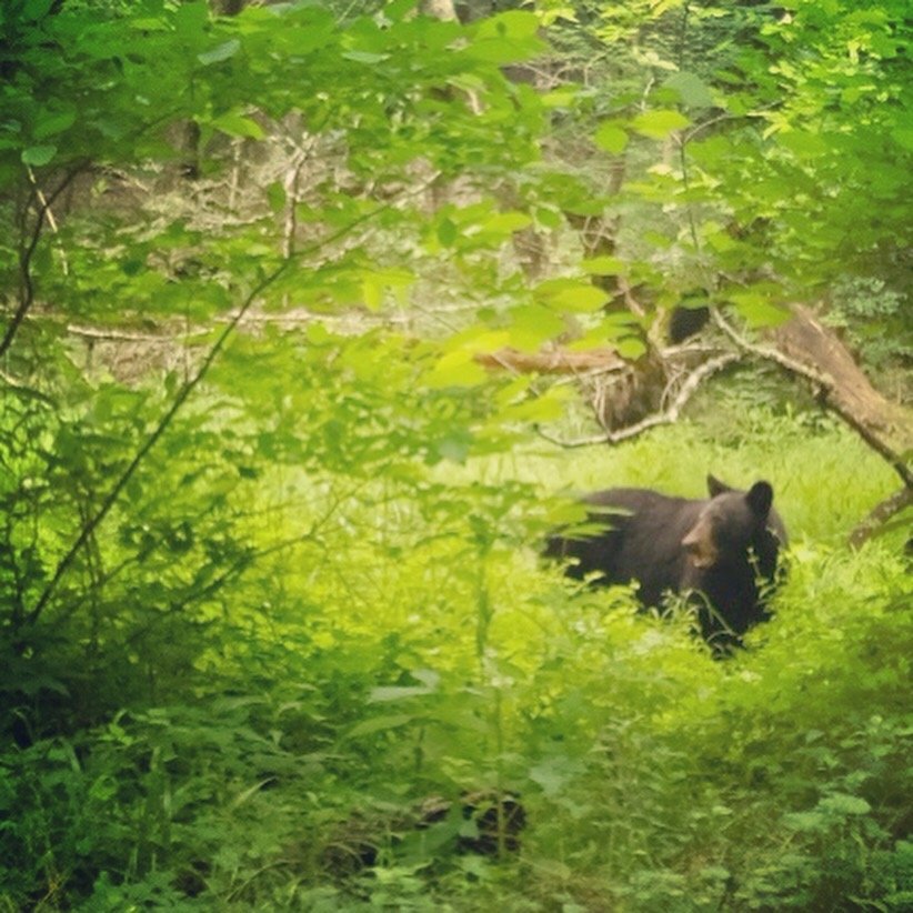 Smoky Mountains Black Bear.jpeg