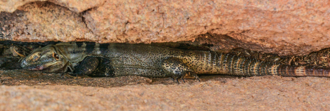 Lizard Hibernating Saguaro.png