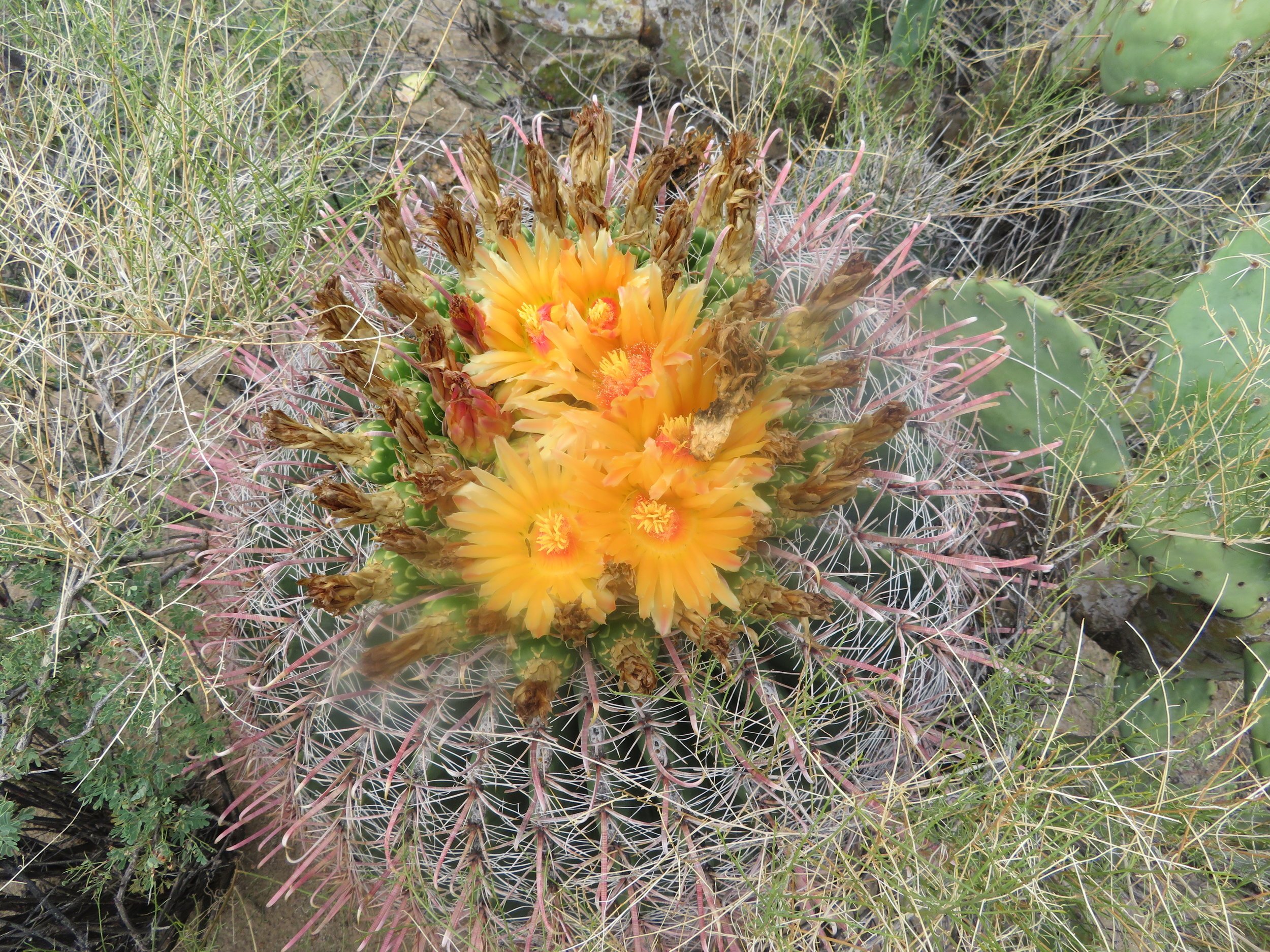Flowering Cacti Arizona.jpeg