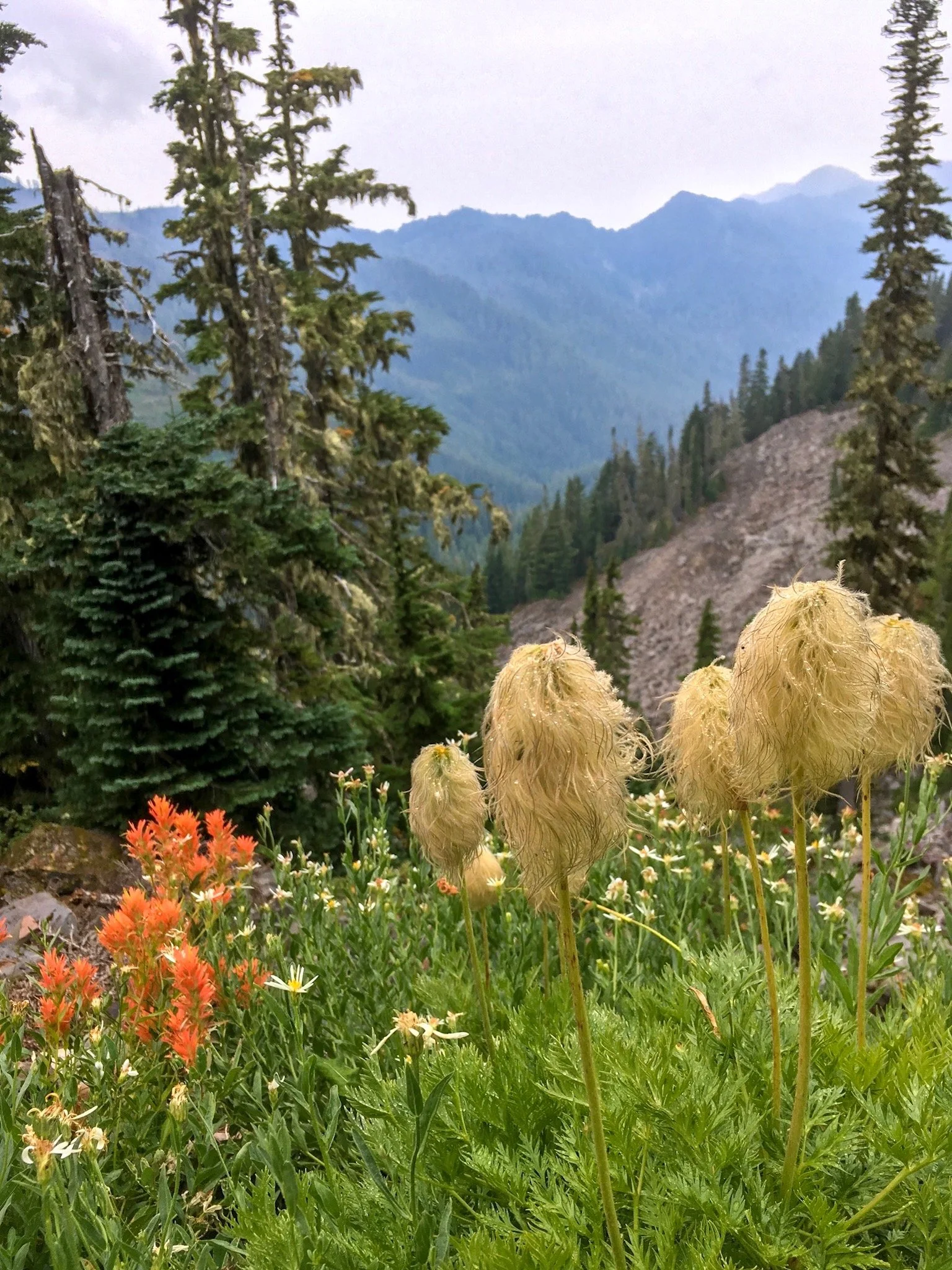 Backpacking on Olympic National Park.jpeg