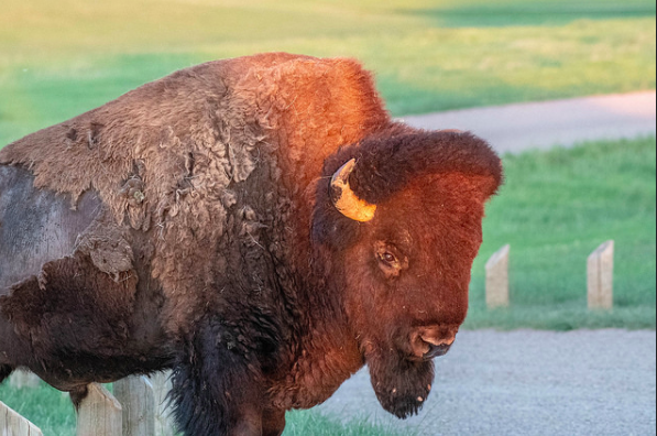 Badlands Bison.png