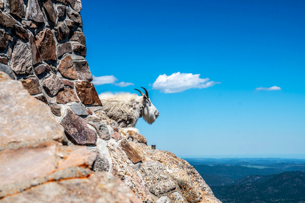 Rocky Mountain Goat Black Hills.png