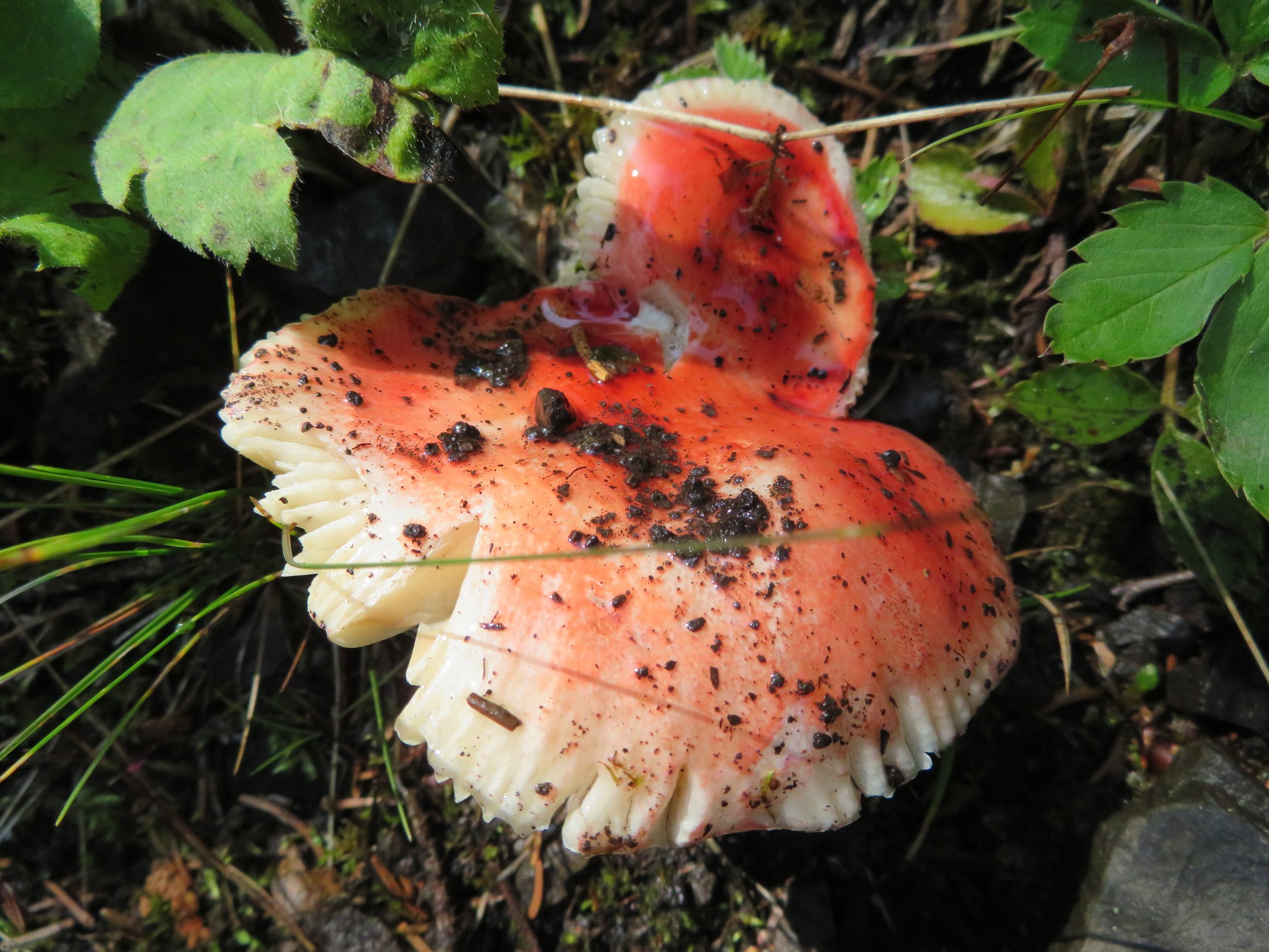 Great Lakes Mushroom Four.jpeg