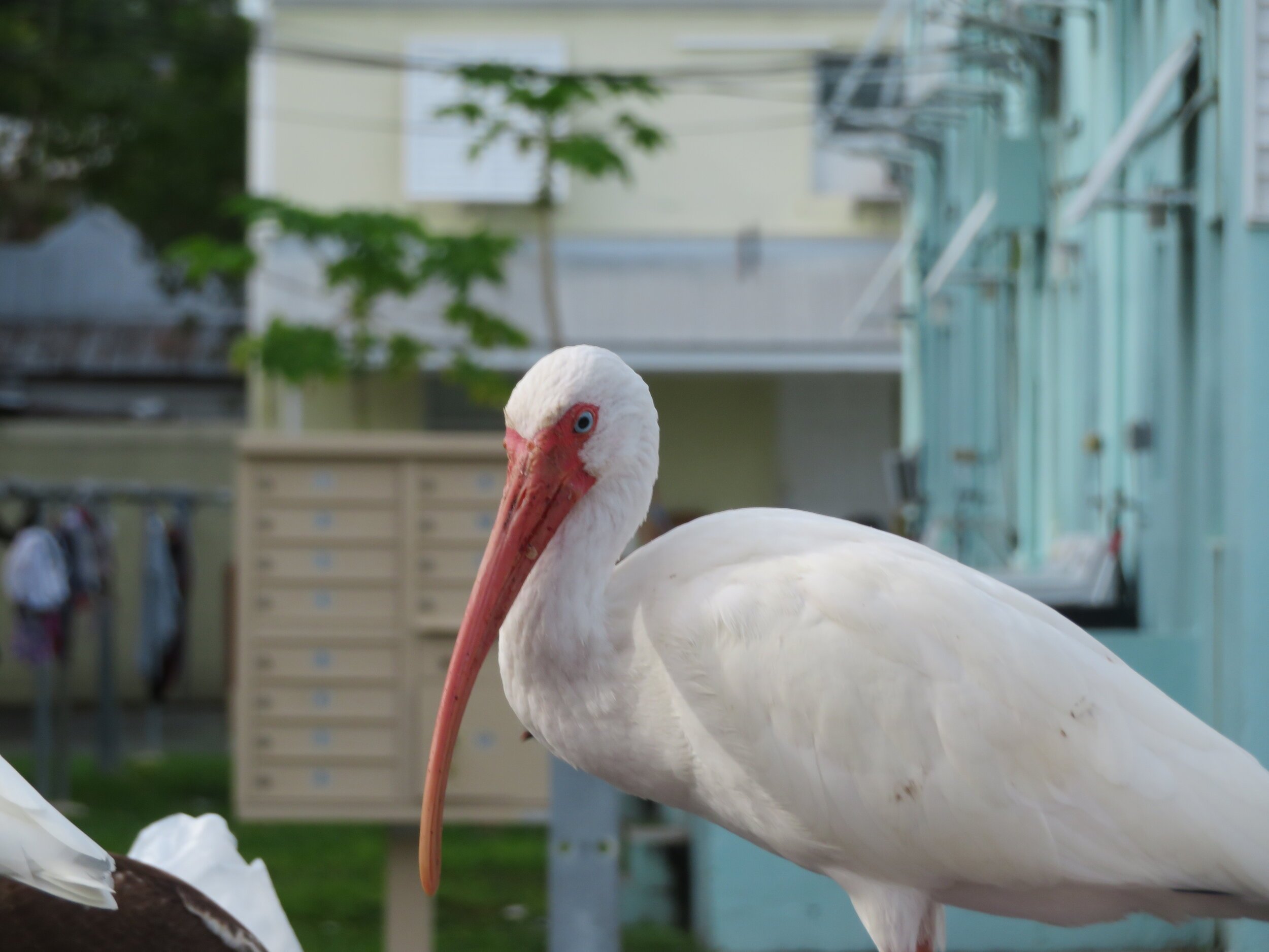 Florida Key West Bird.jpeg