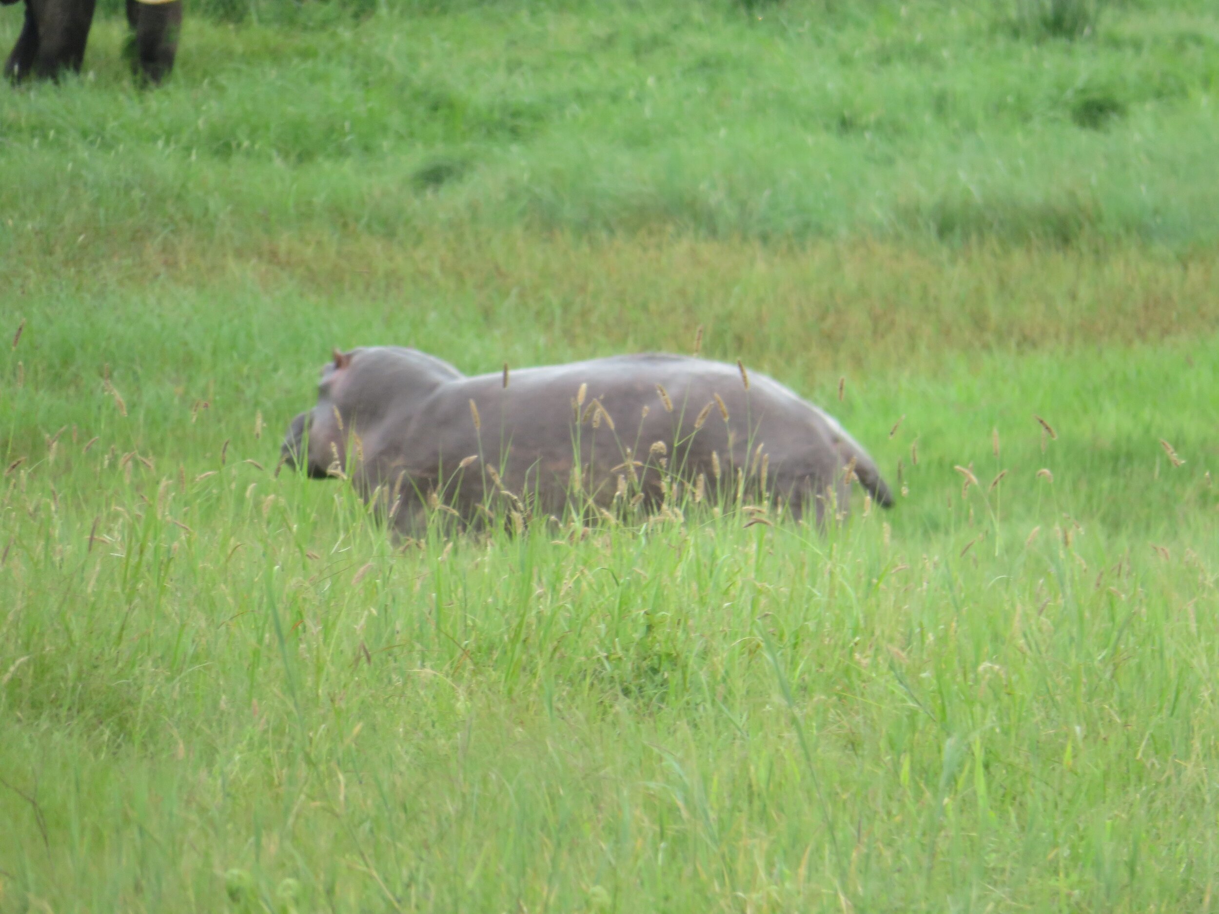 Safari Tanzania Hippo on the run.jpeg