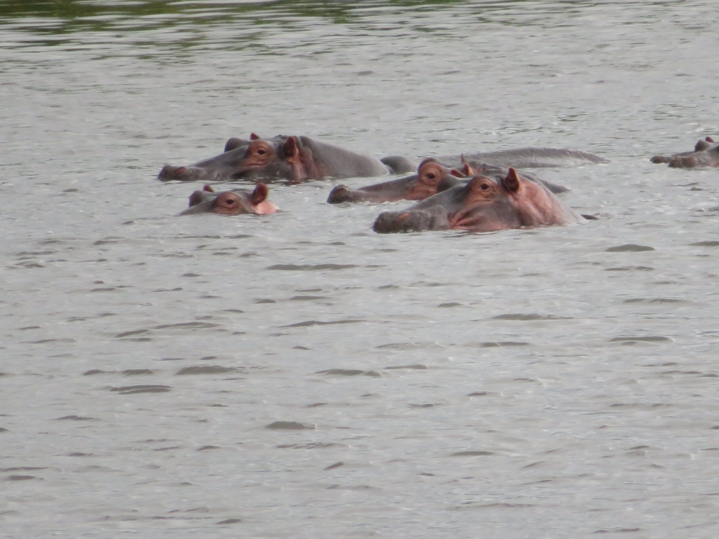 Safari Tanzania Hippos.jpeg